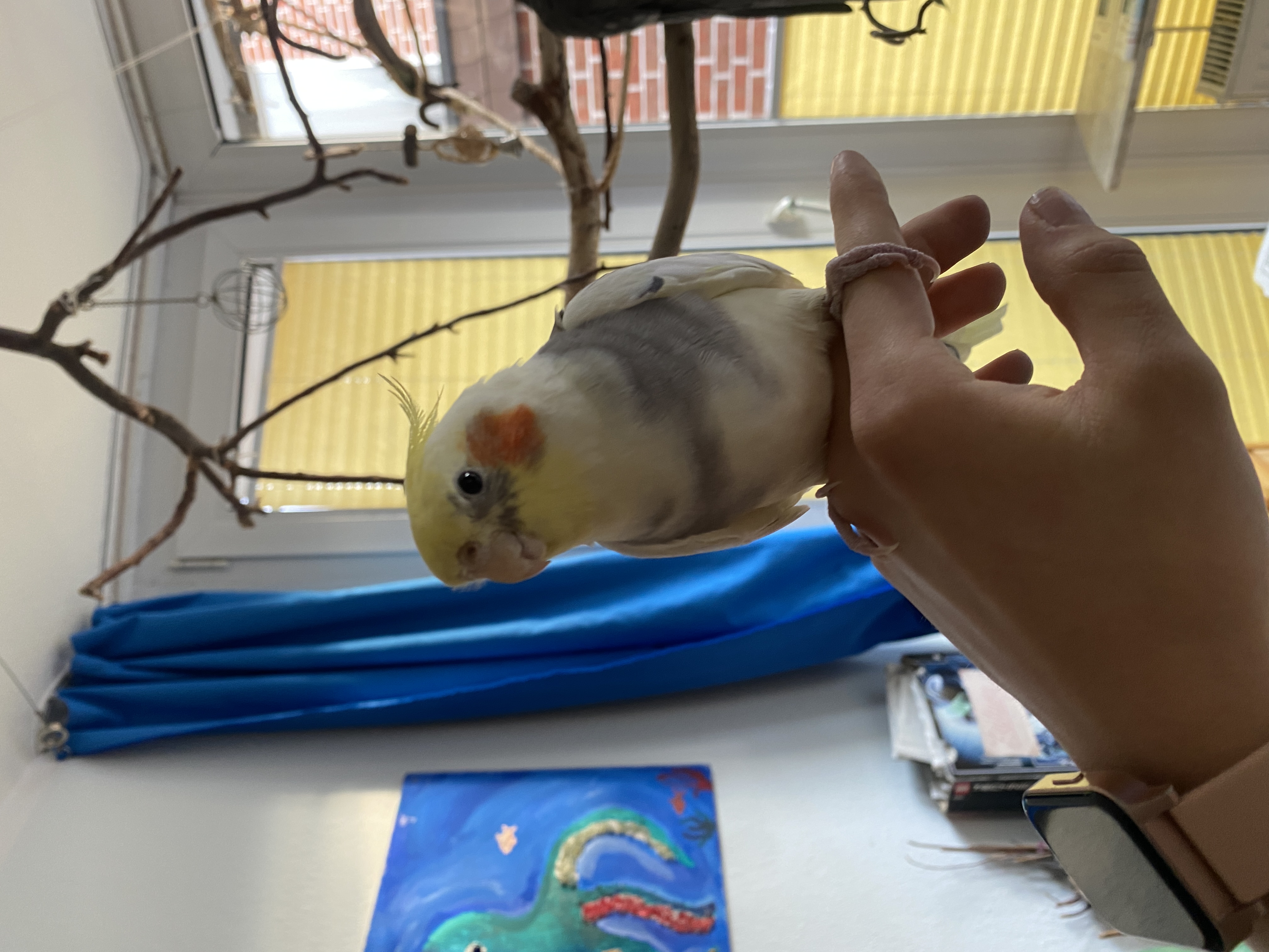 image-7