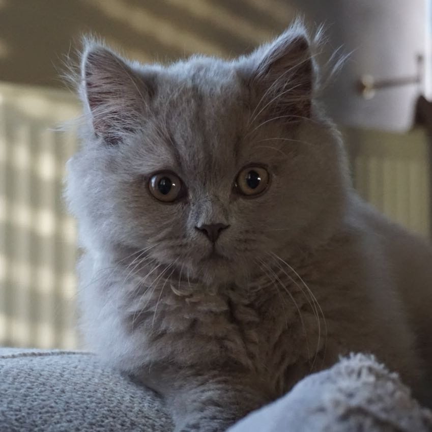 Ollie