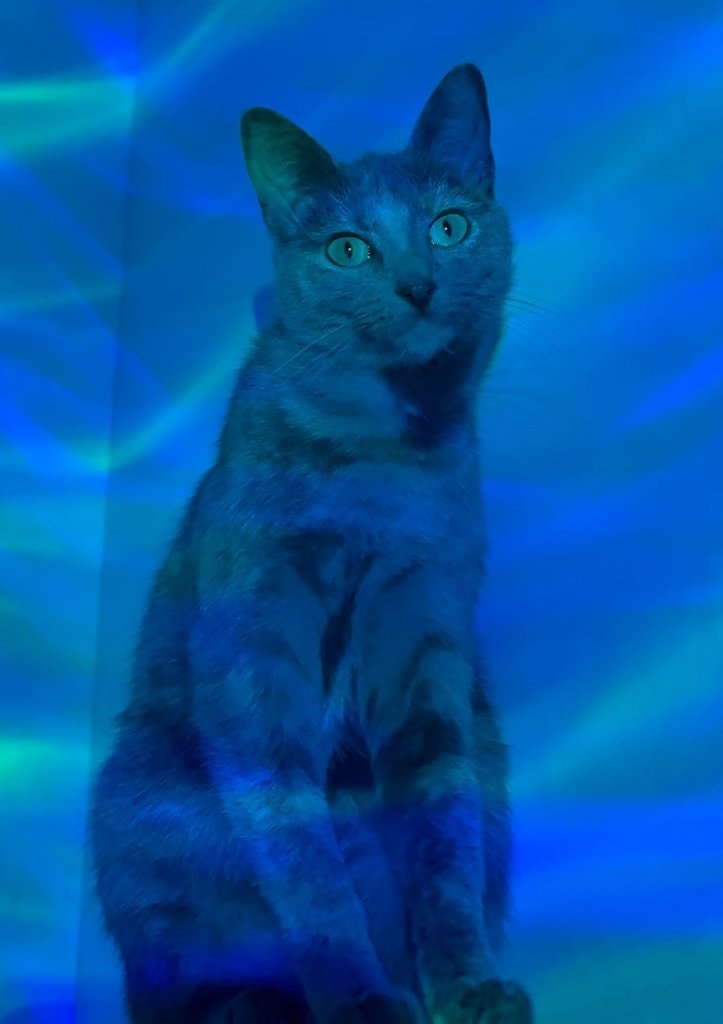 image-7