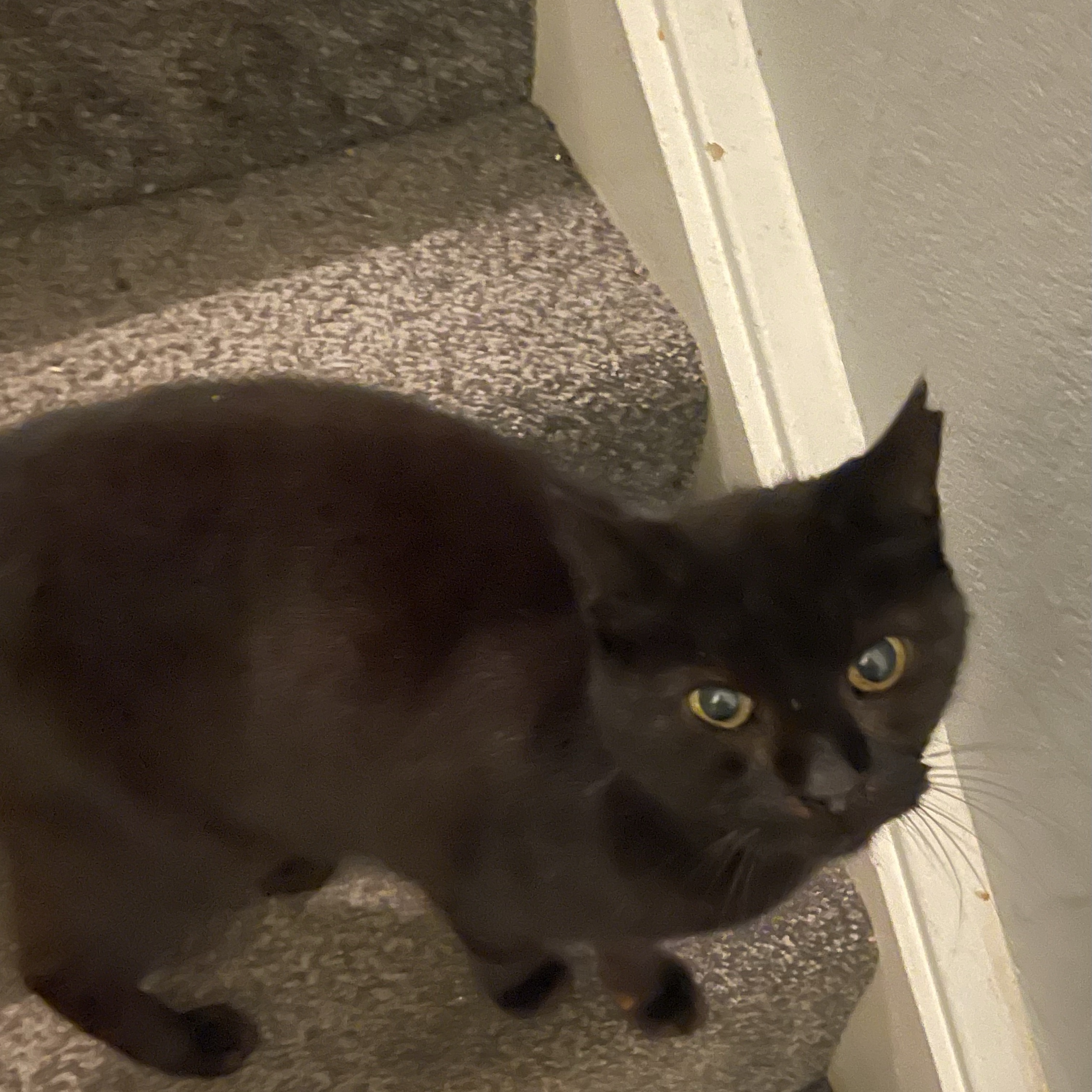 Puss Puss