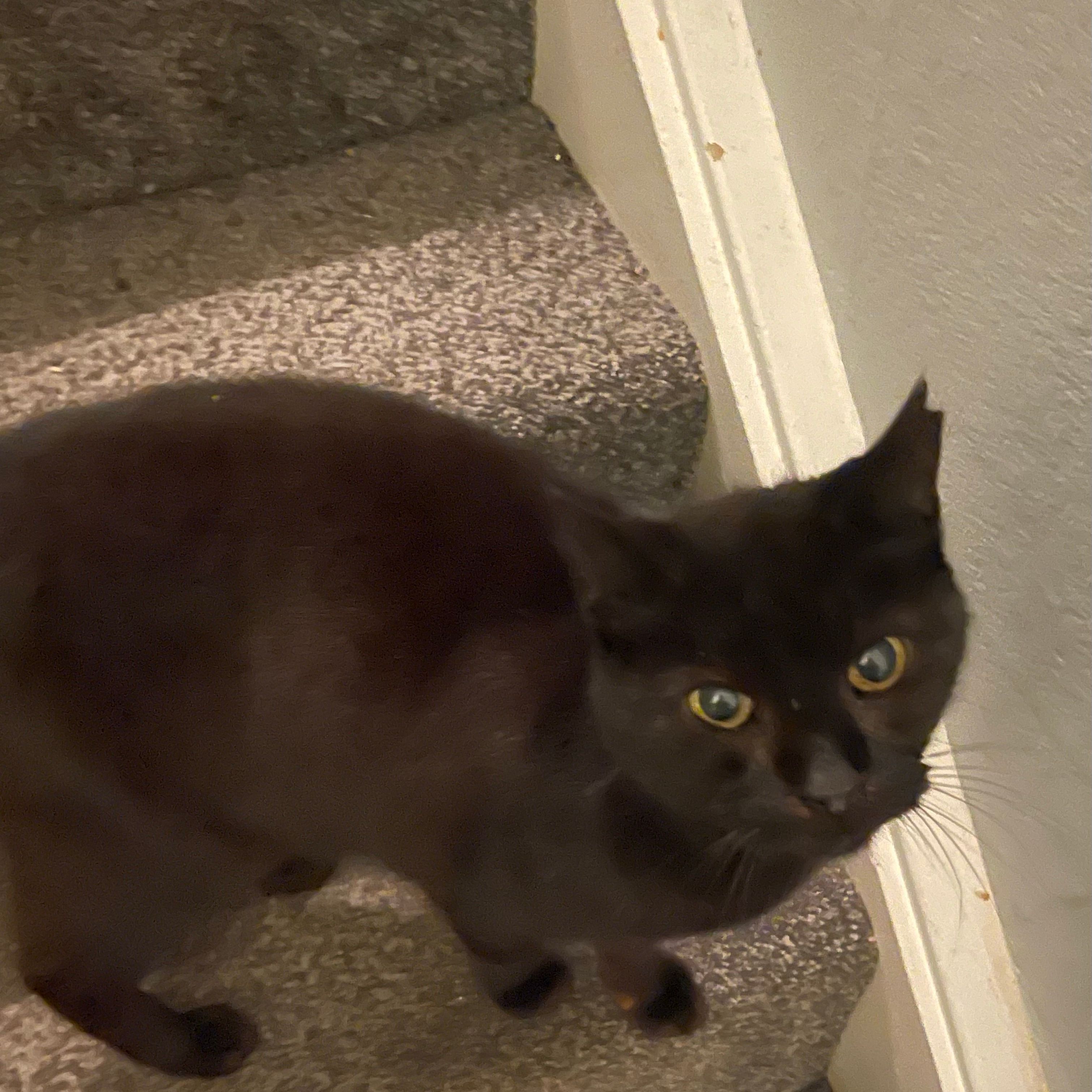 Puss Puss