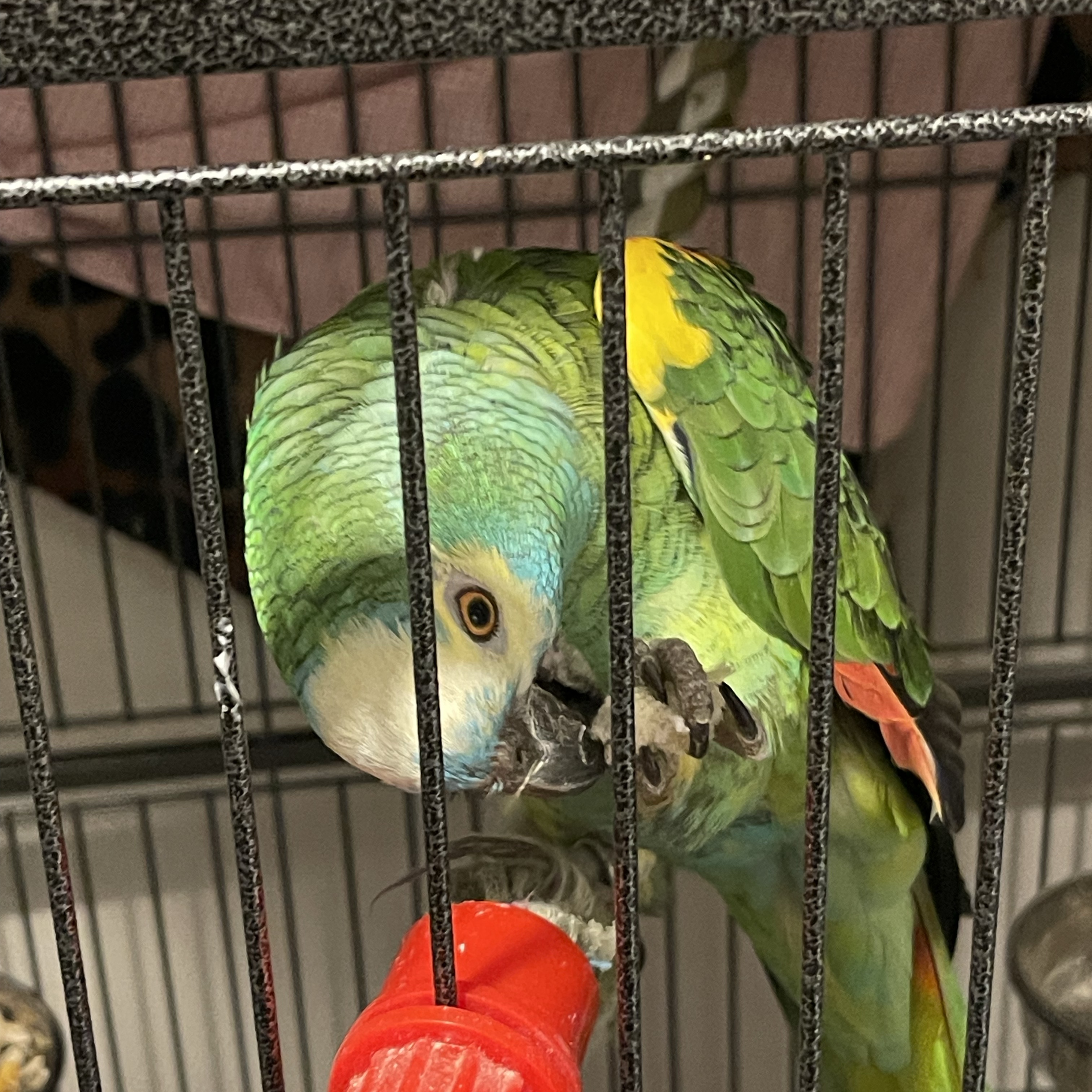 Fonzie