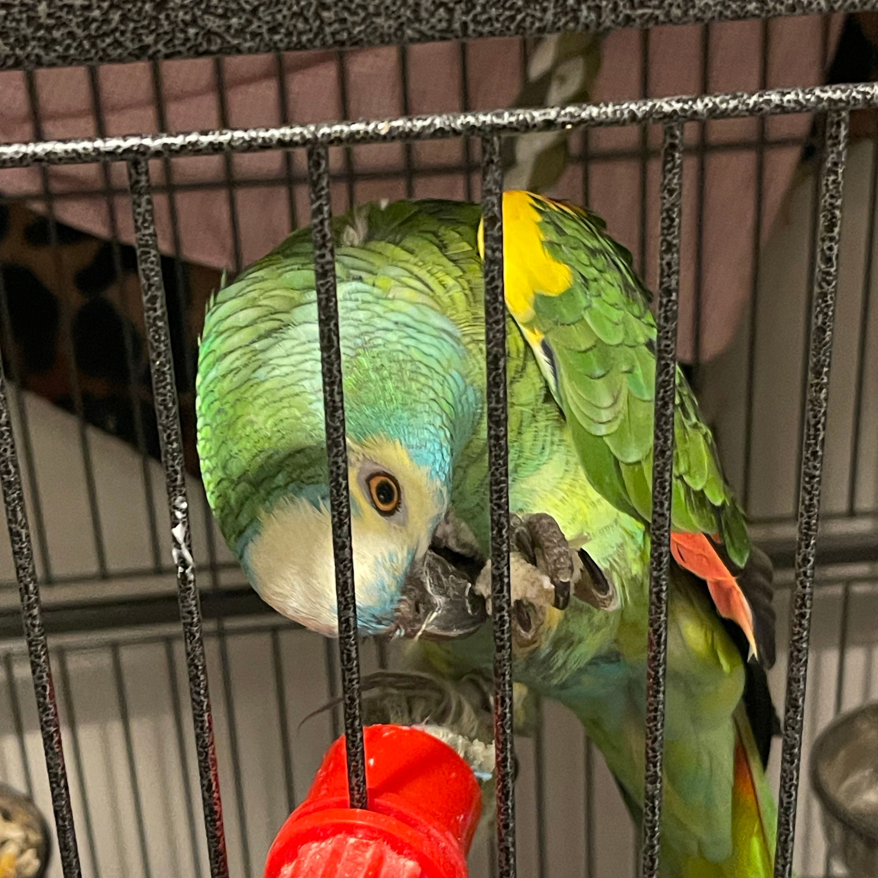 Fonzie