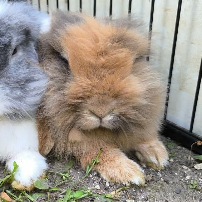 Fluffy