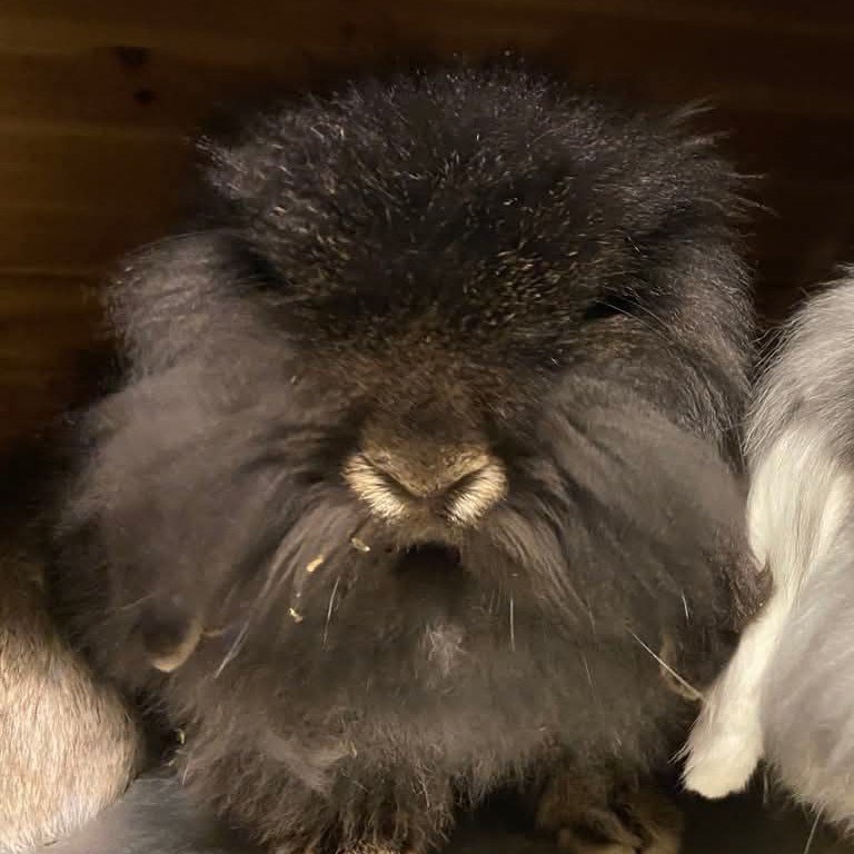 Brownie