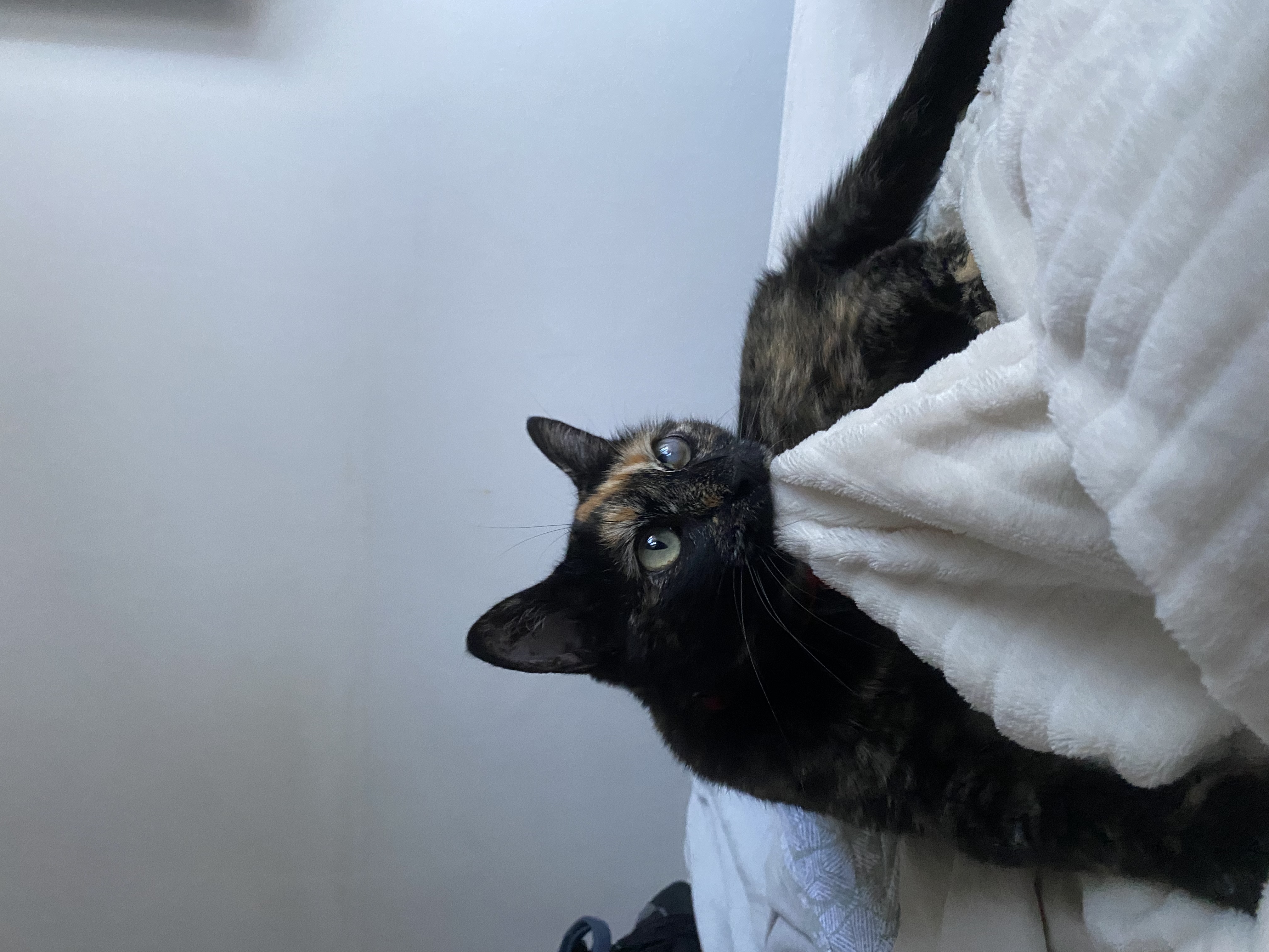 image-8