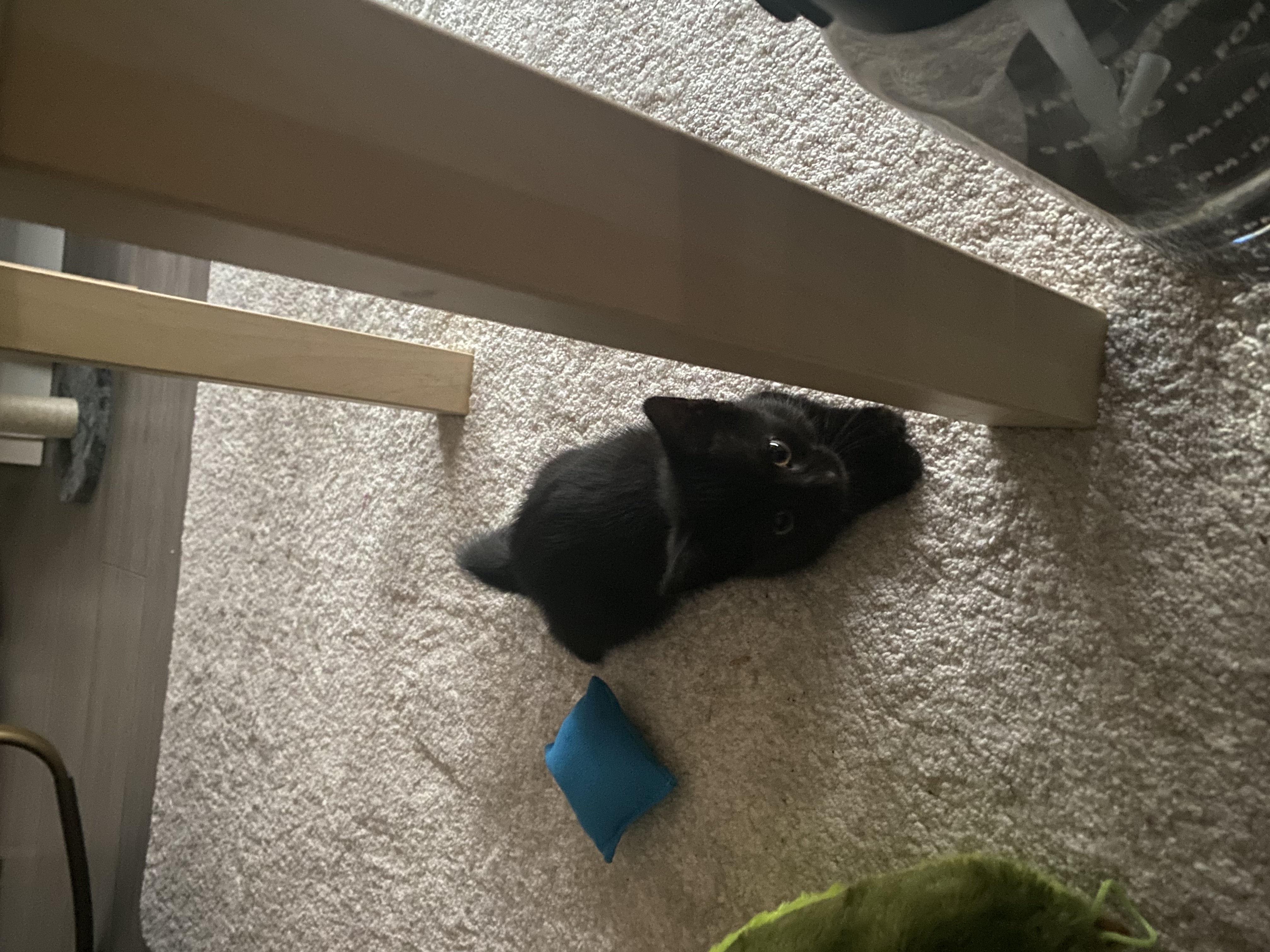 image-11