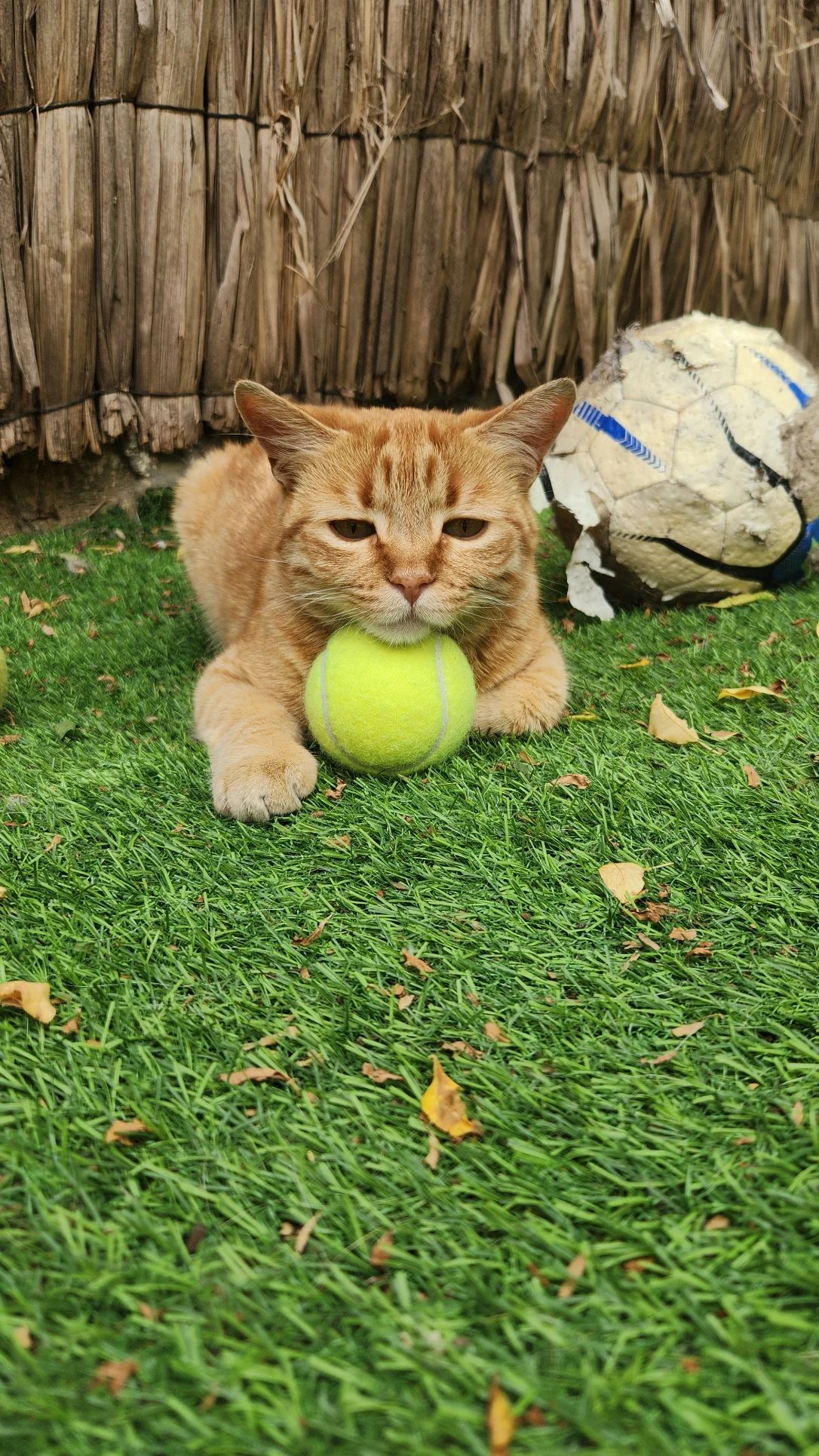 image-6
