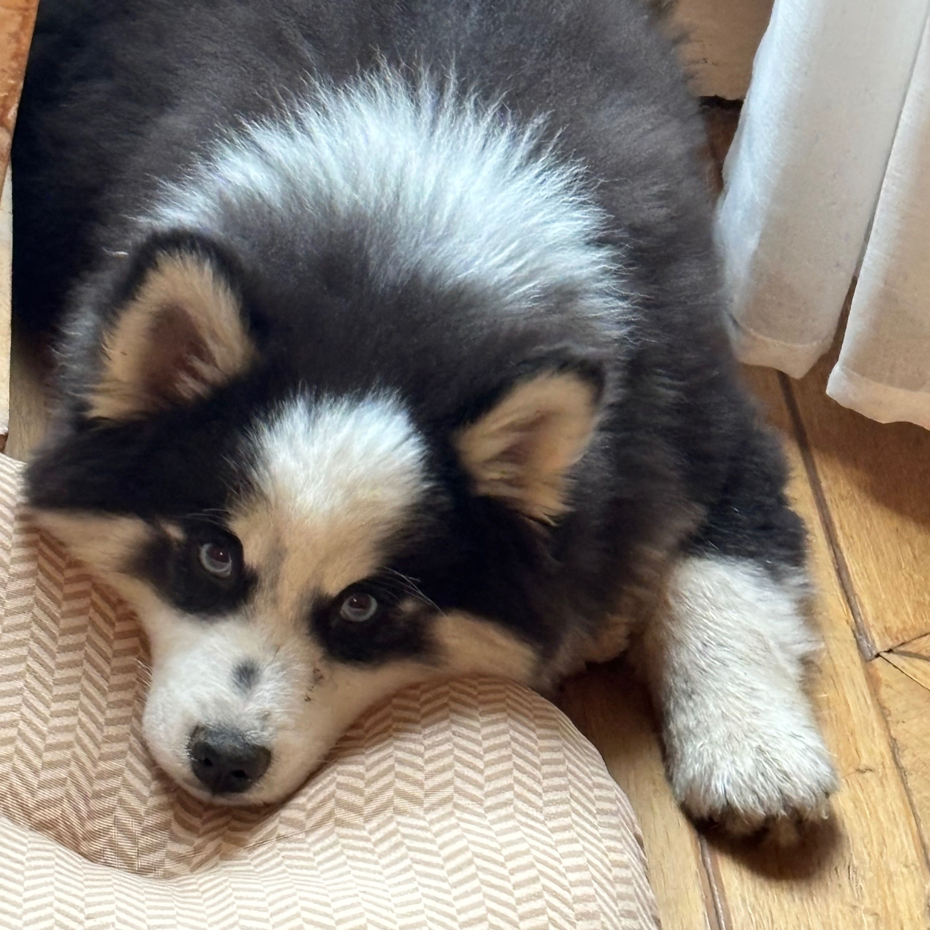 Aldo