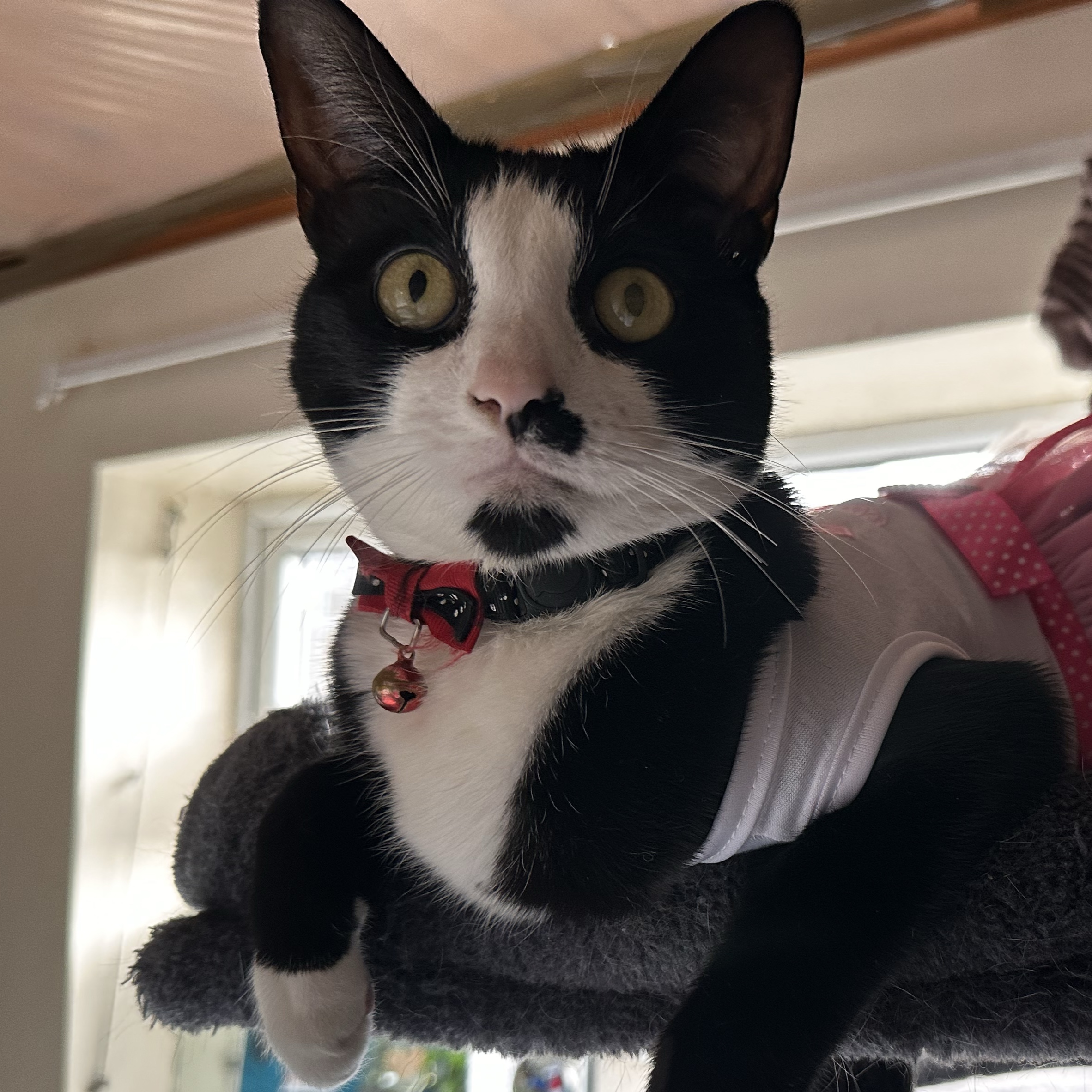 Nala