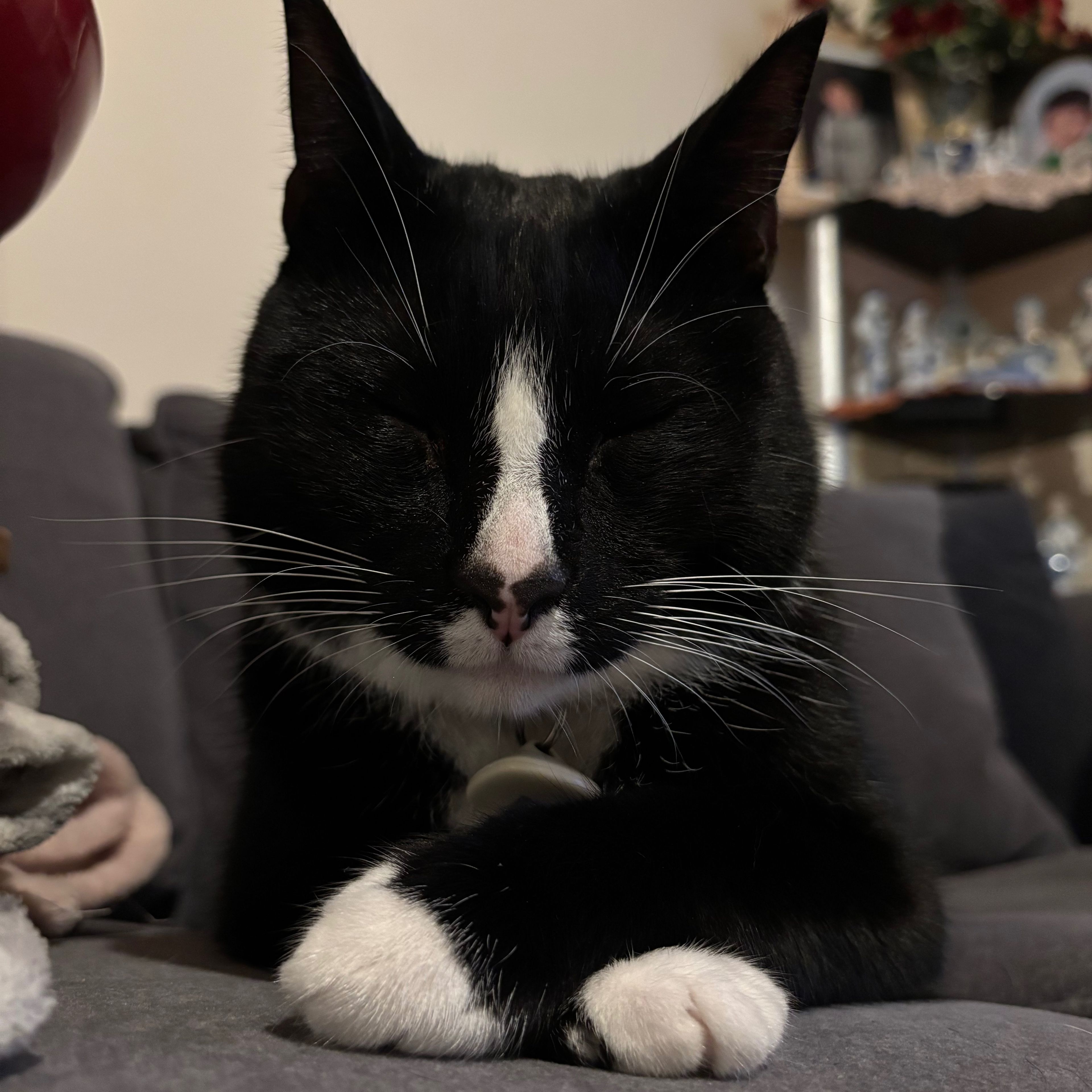 Kovu