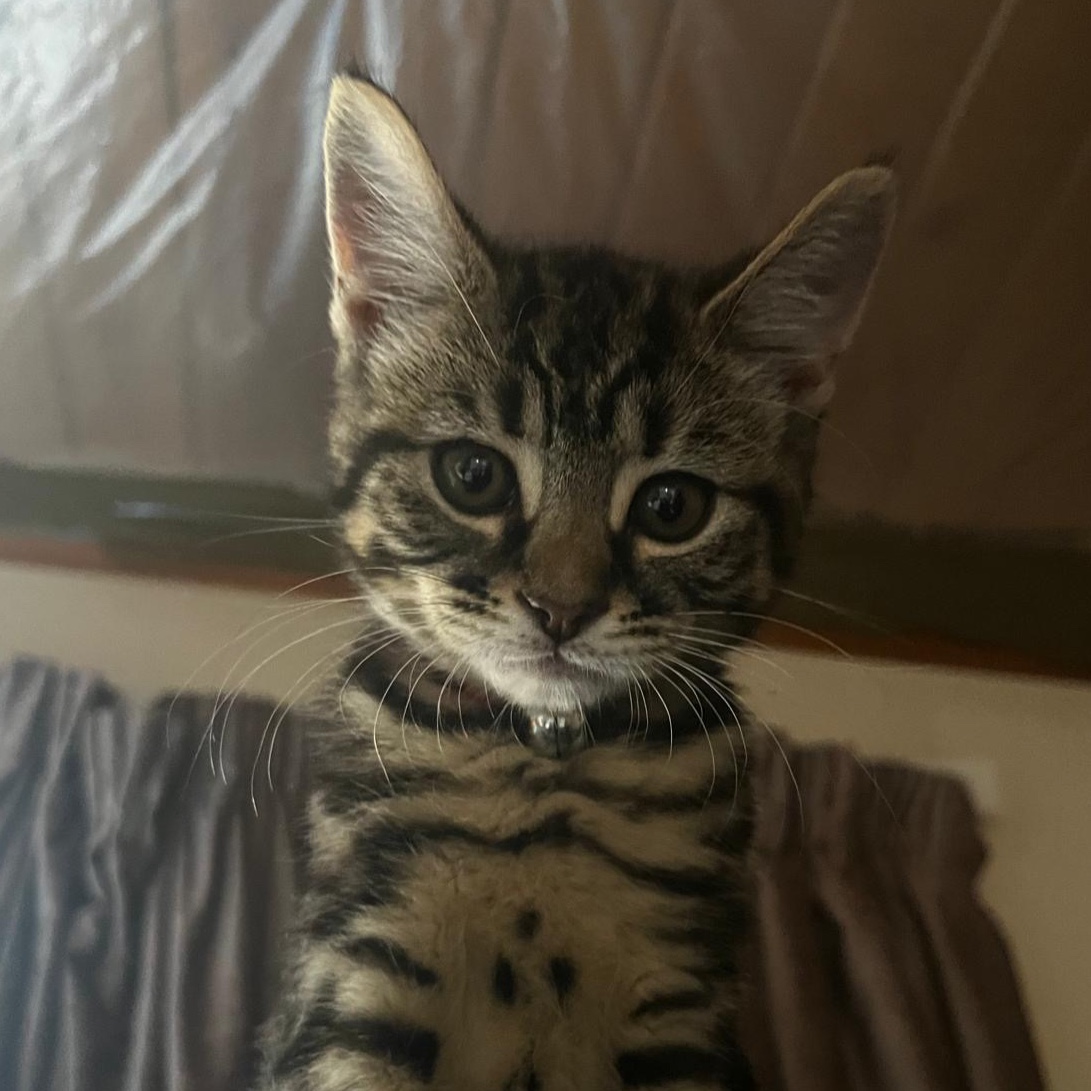 Simba 