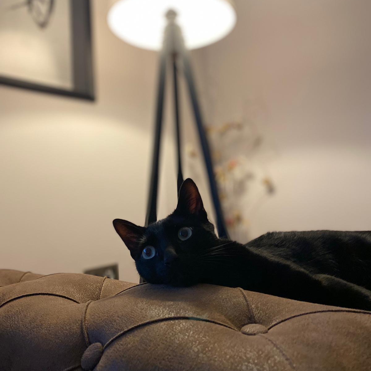 Luna