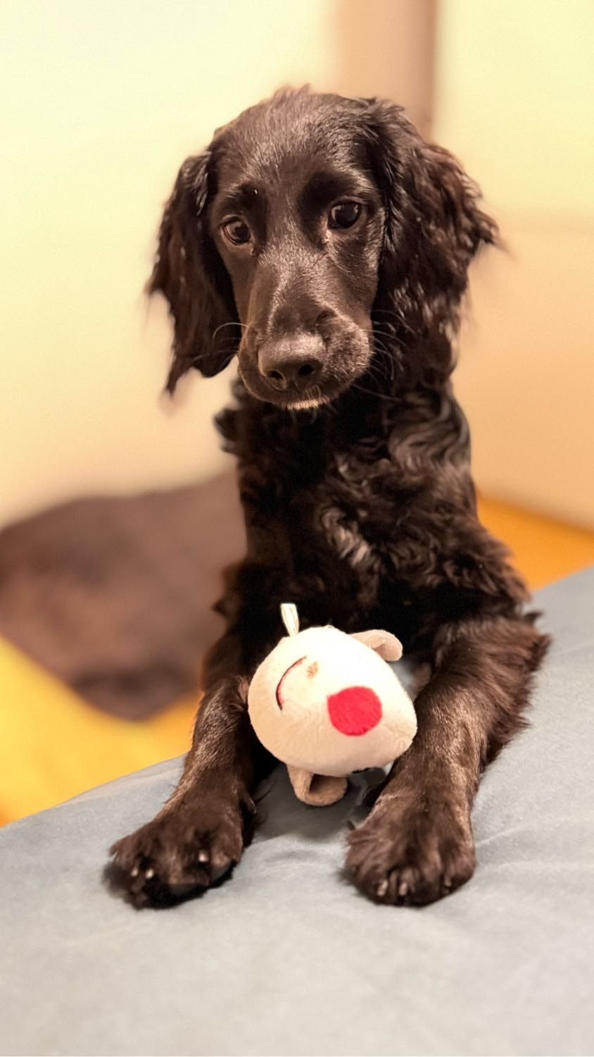 image-19