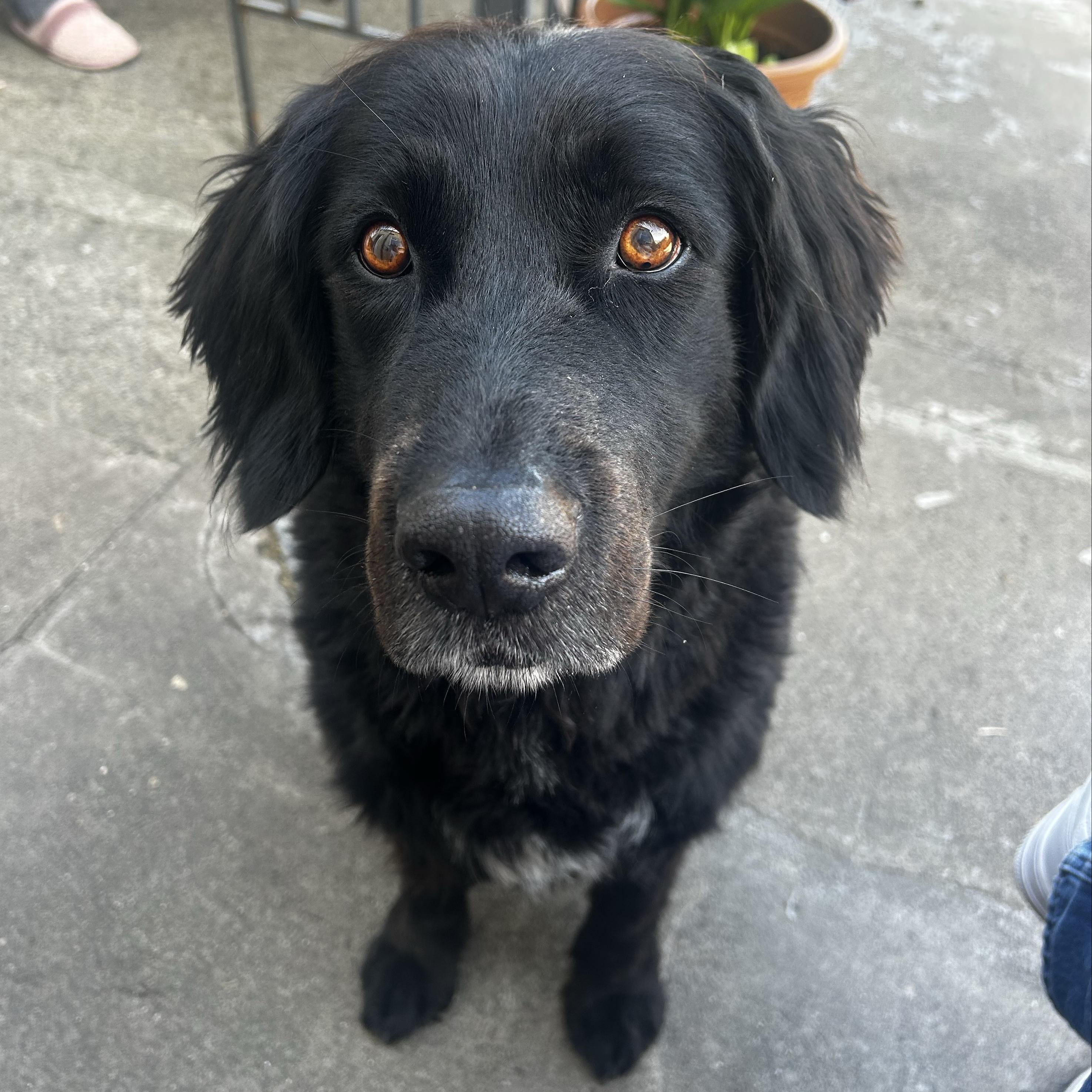 Alfie