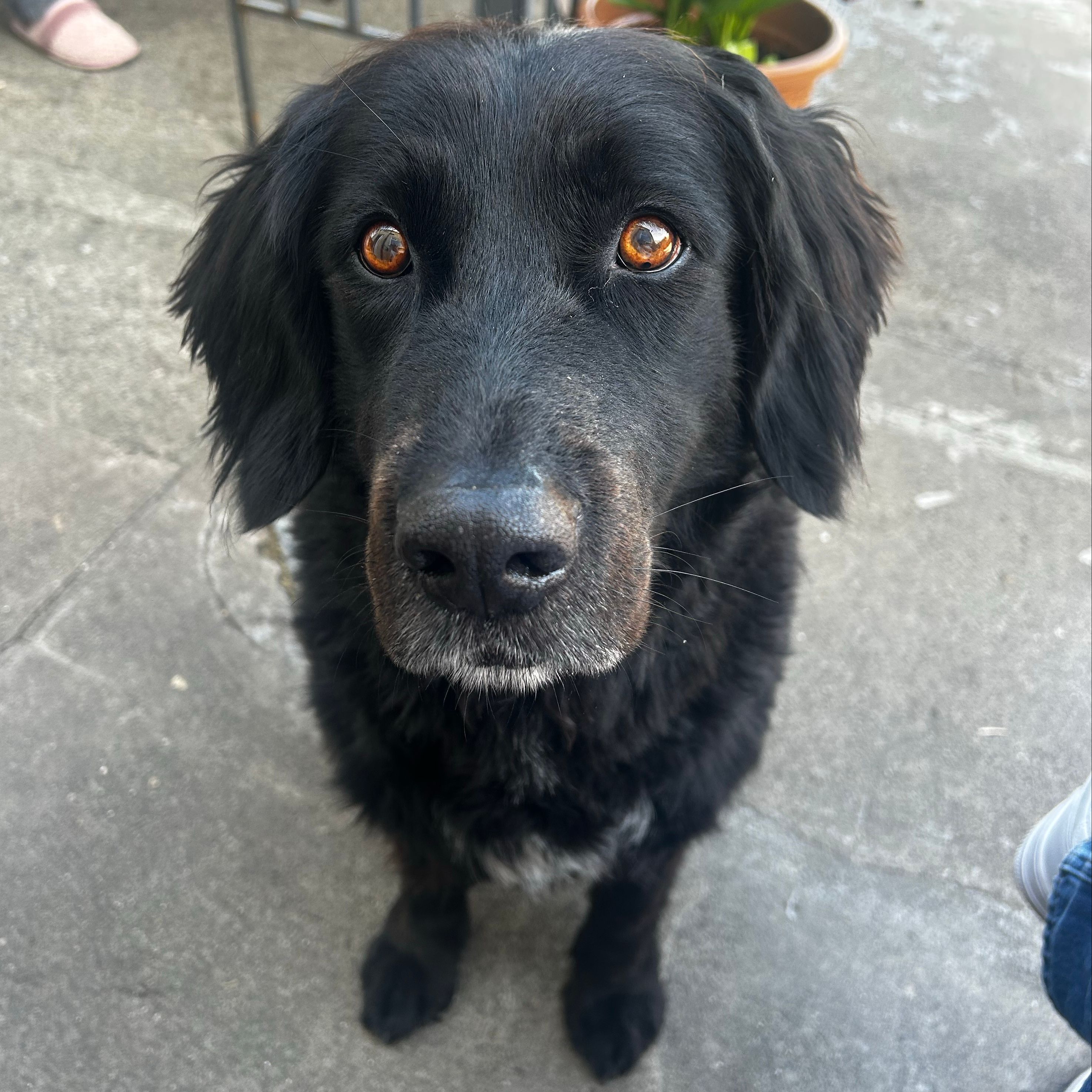 Alfie