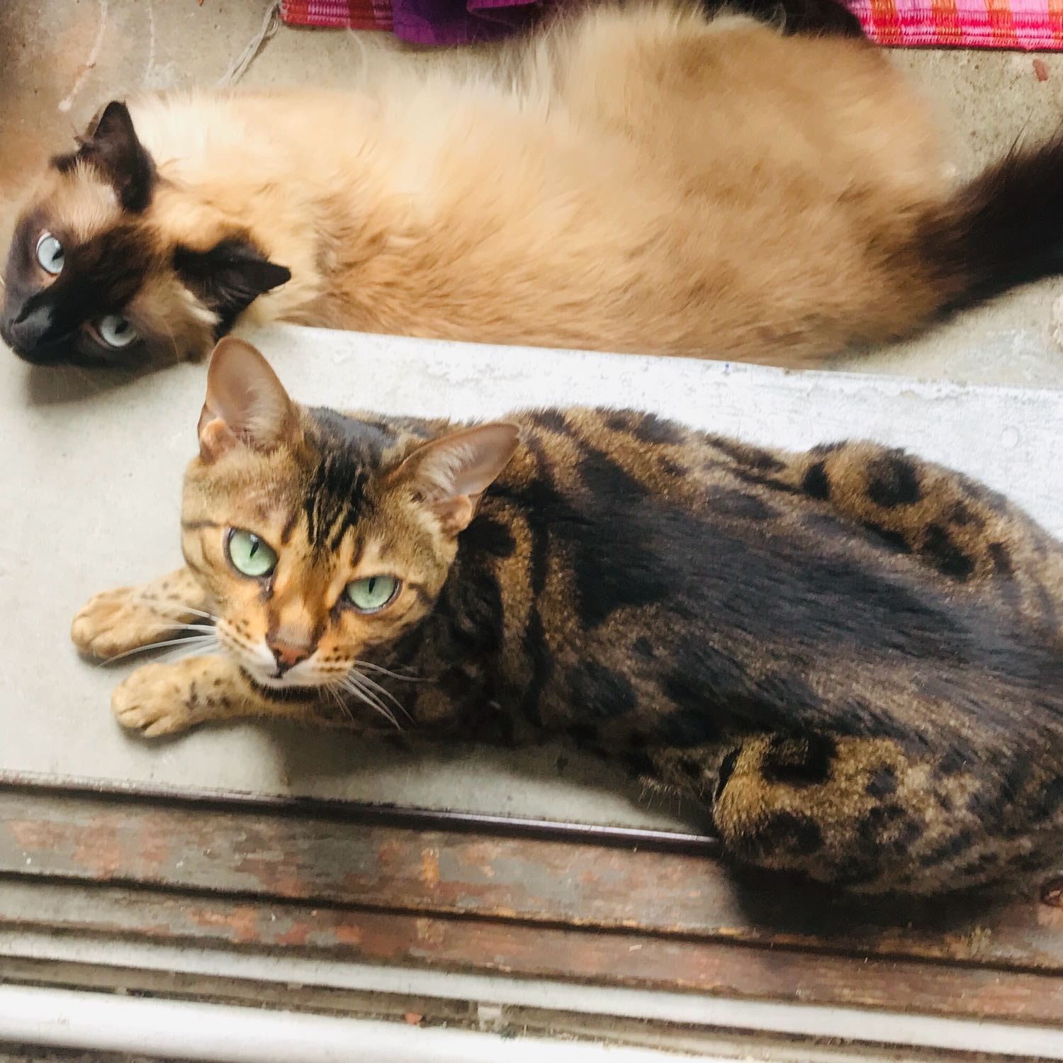 Glupschi&Mufi