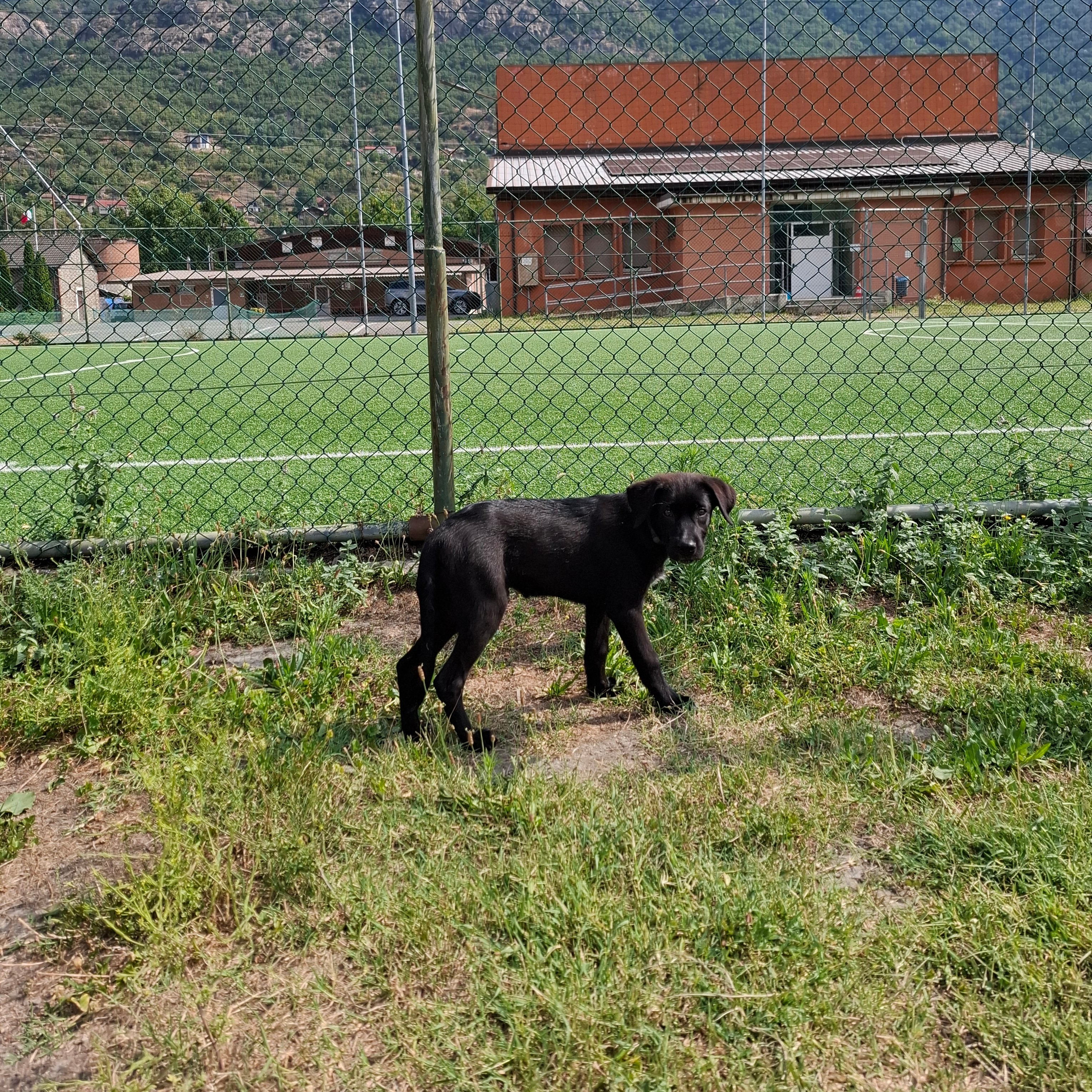 Federico