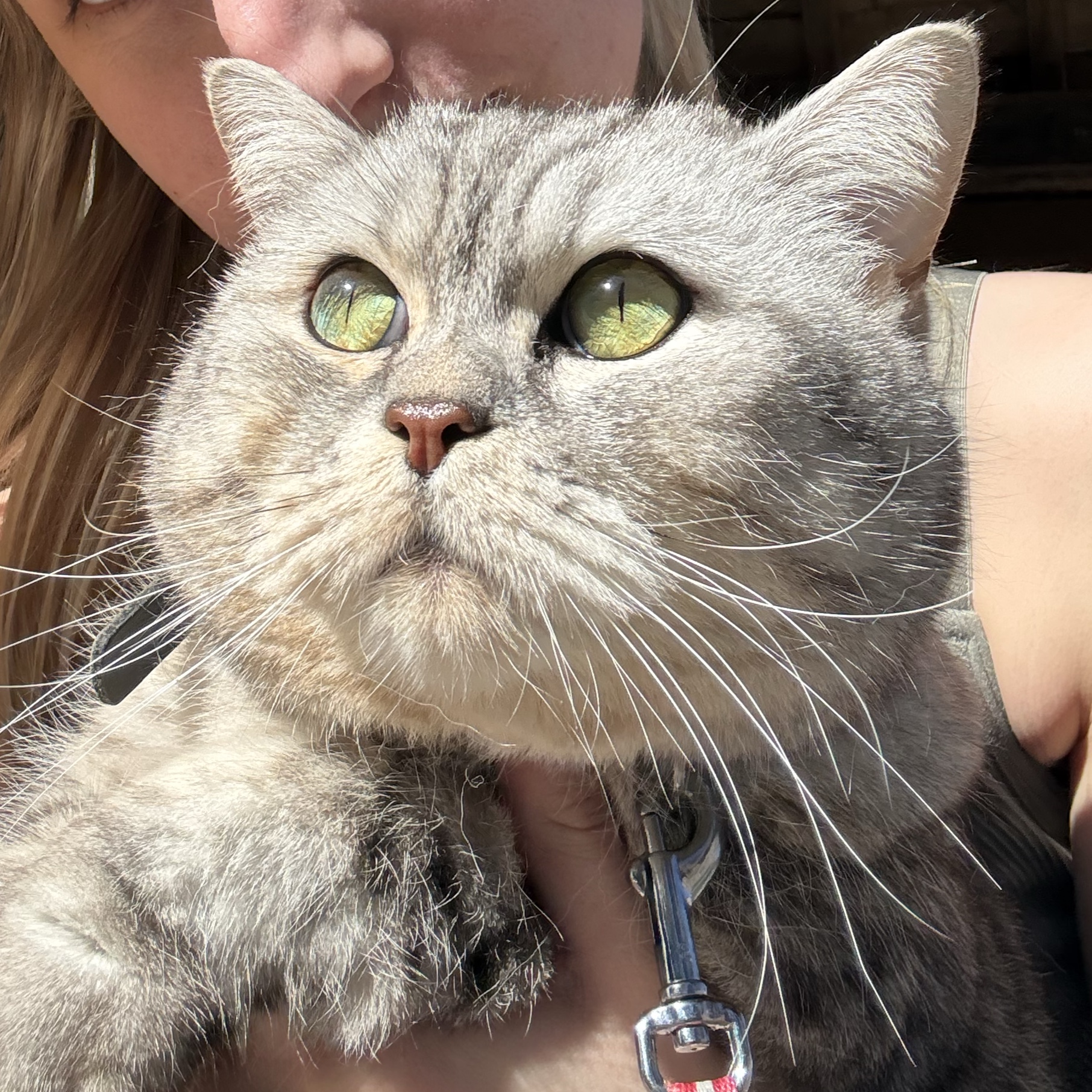 Toby
