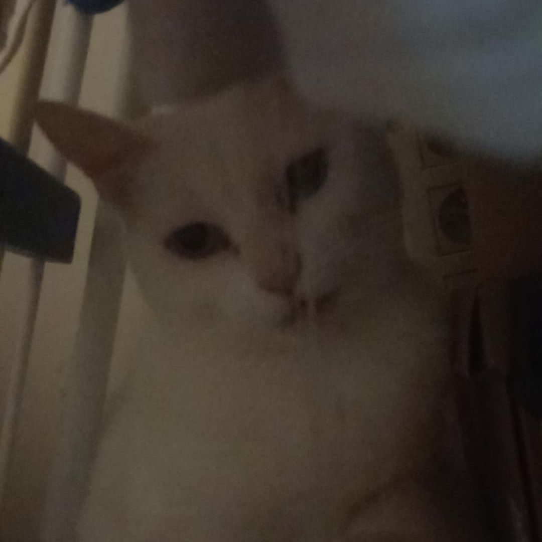 Mira