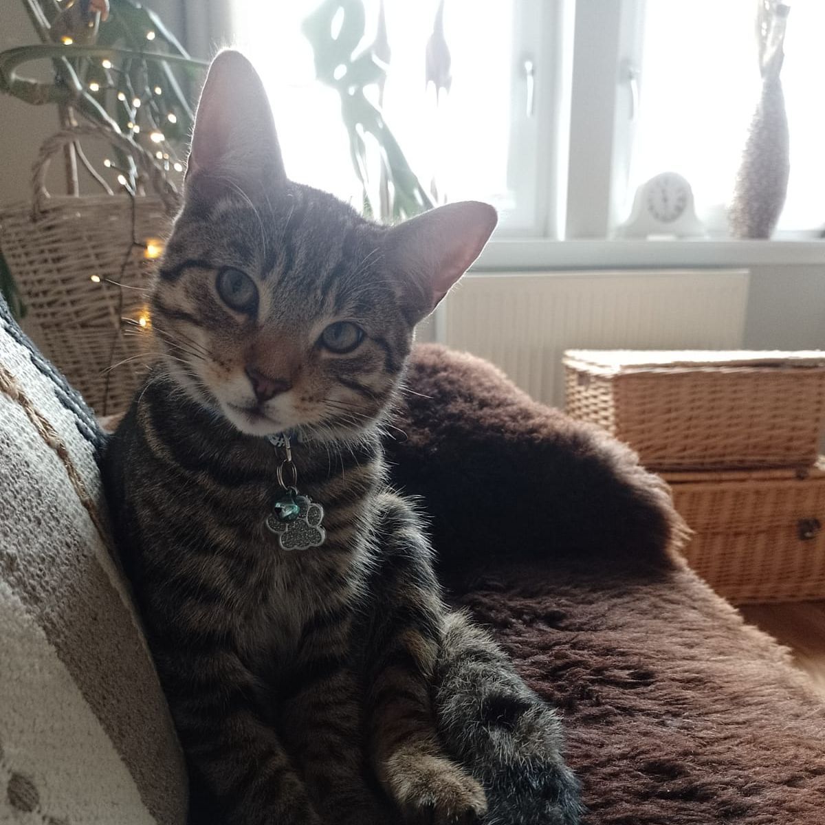 Archie