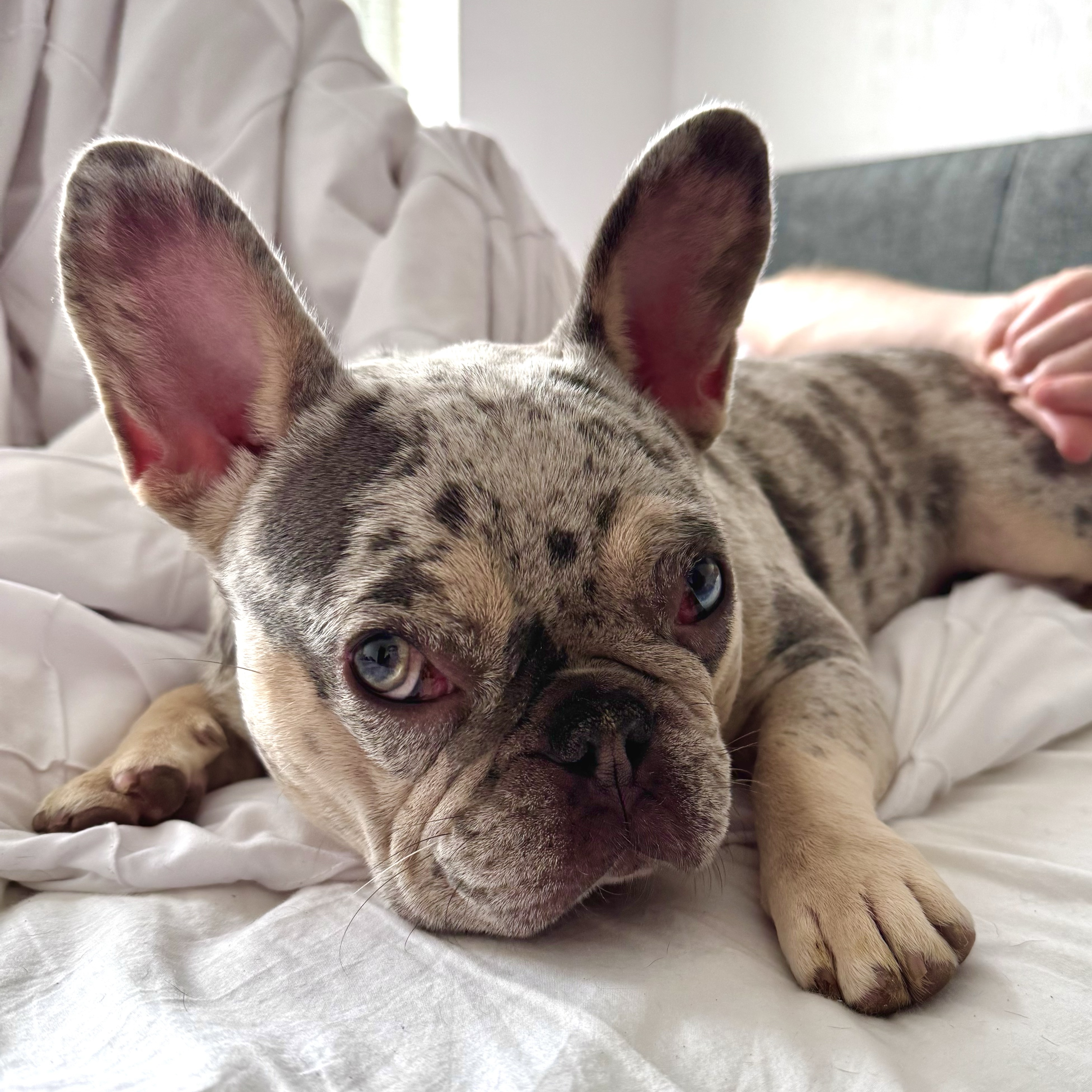 Ella