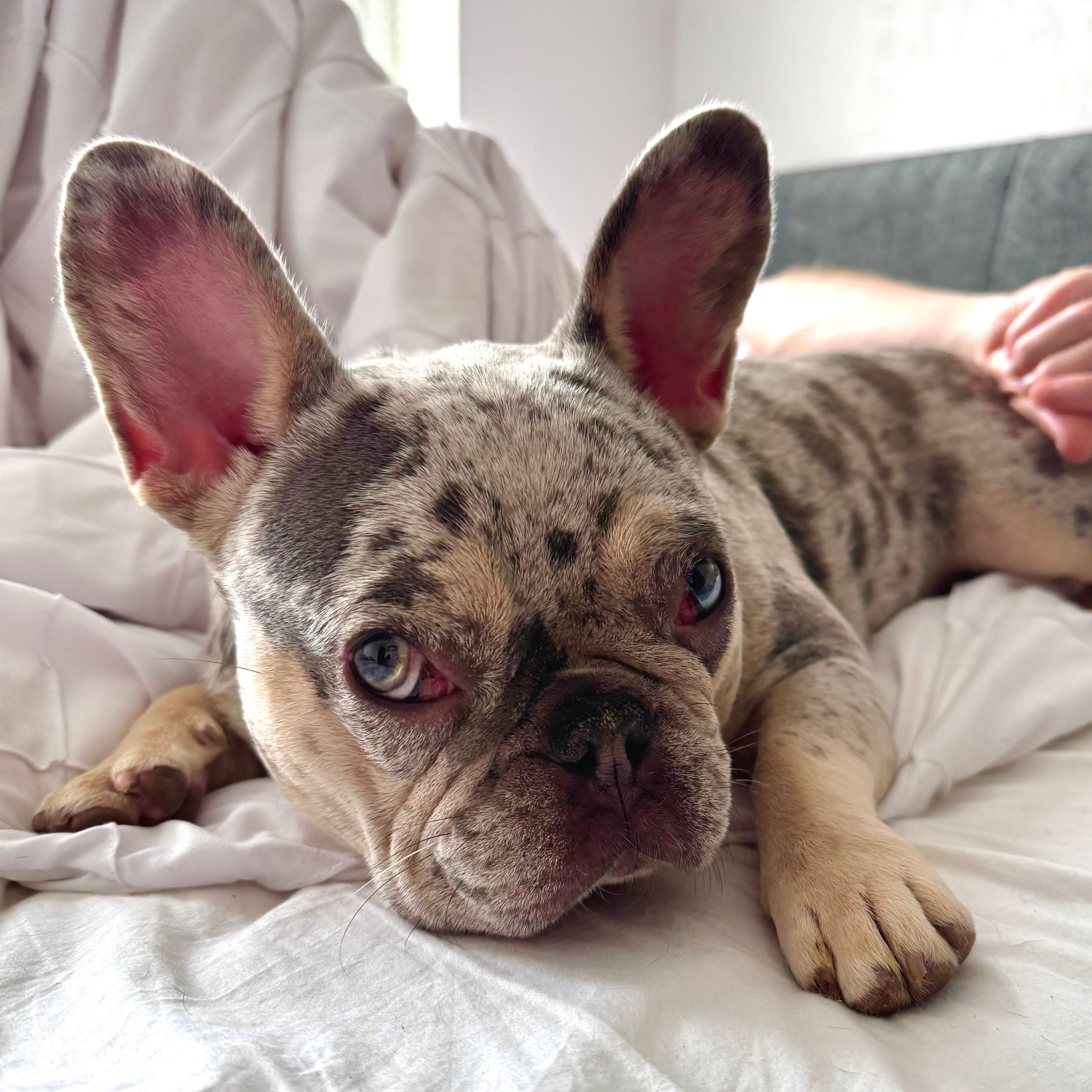 Ella