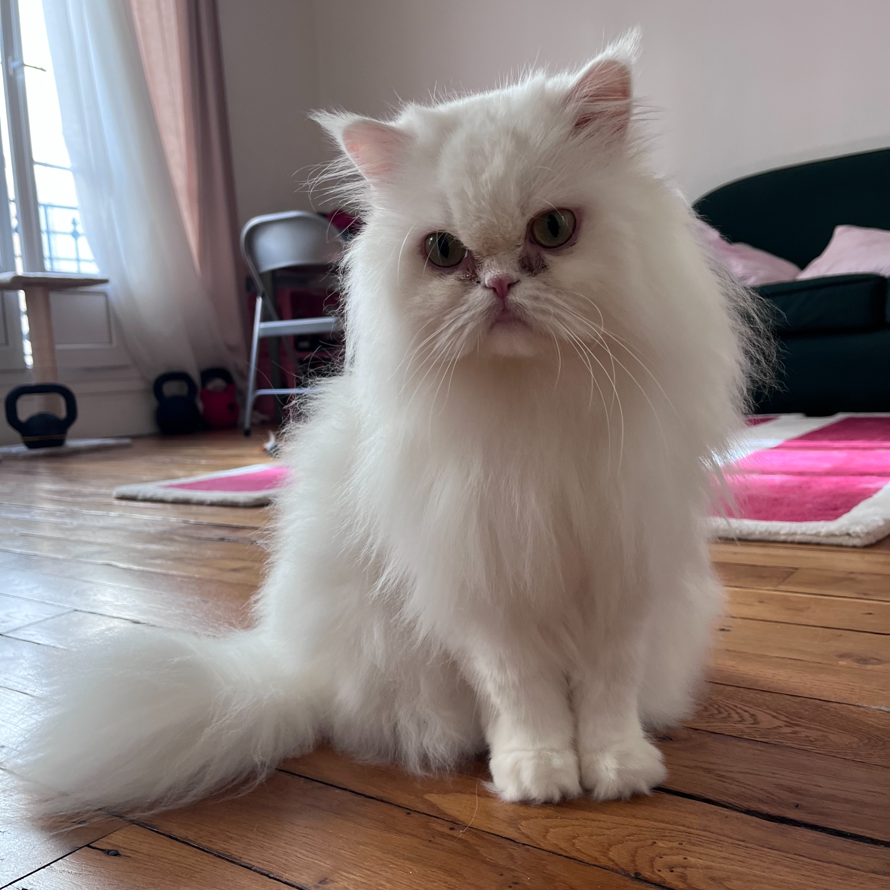 Gustave
