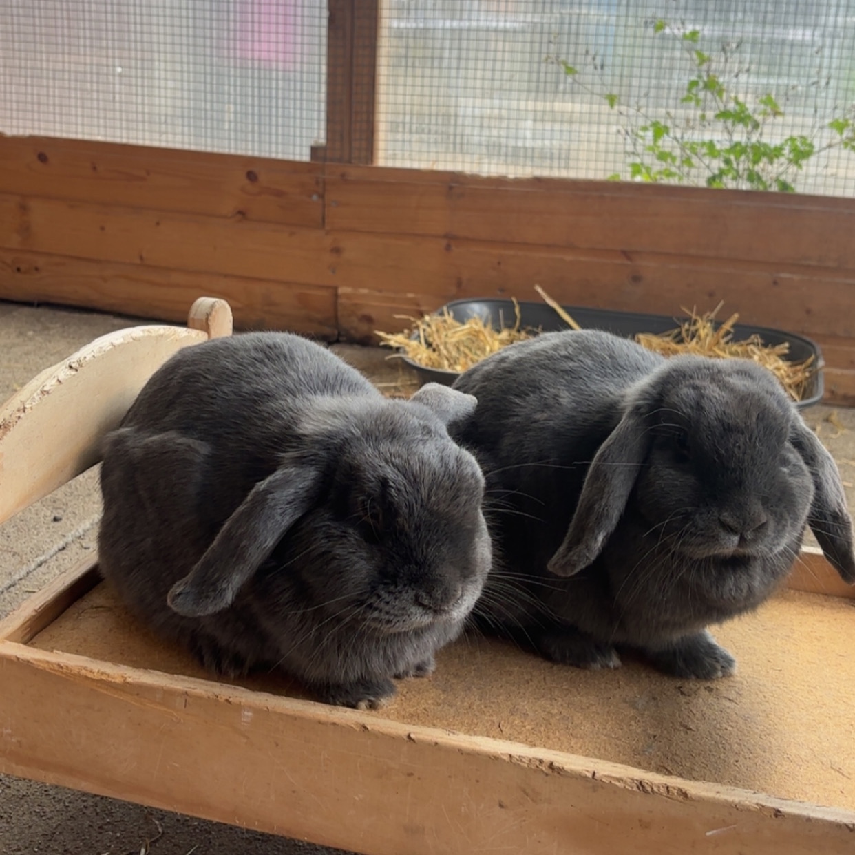 Krümel und Elli 