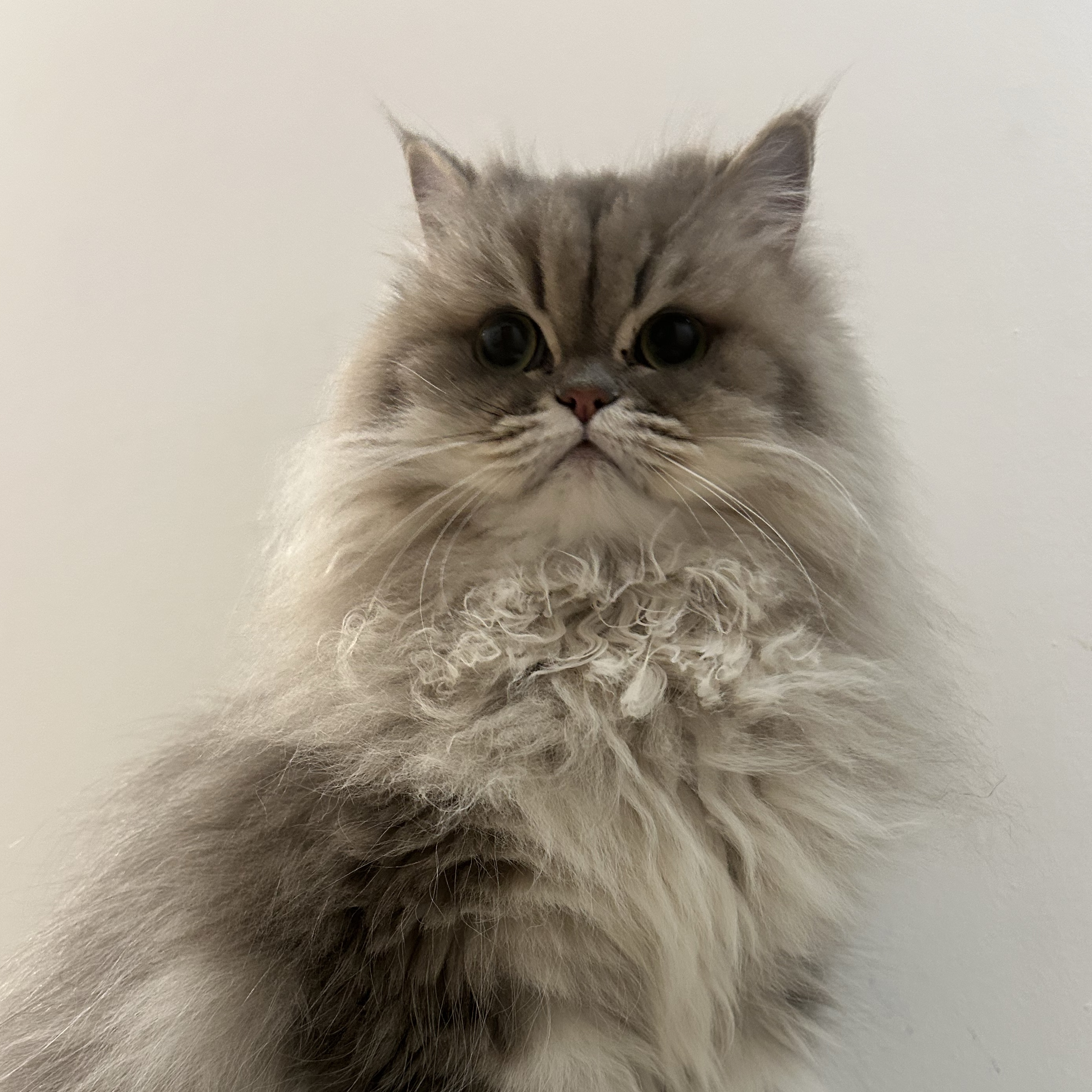 Tina