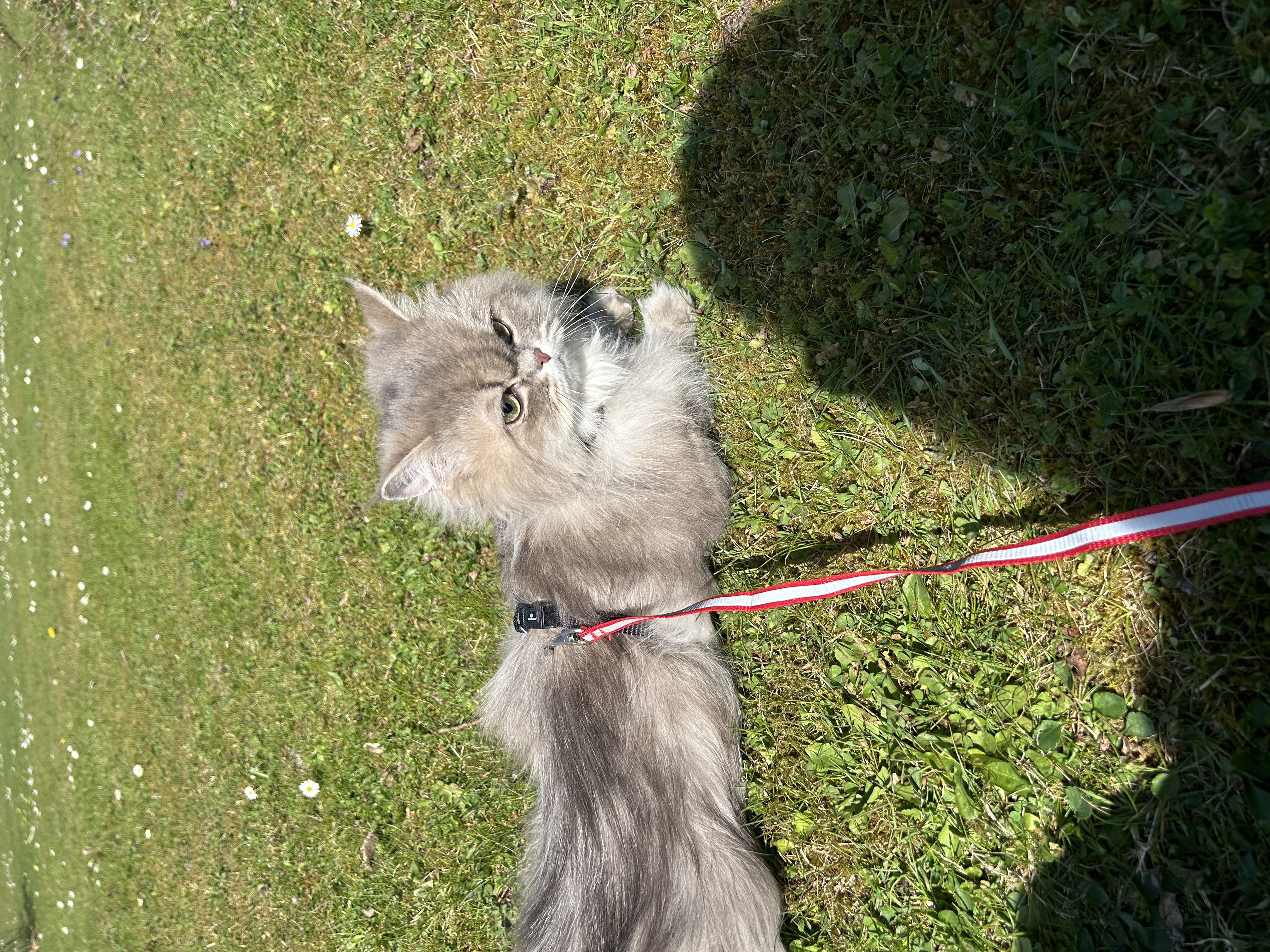 image-8