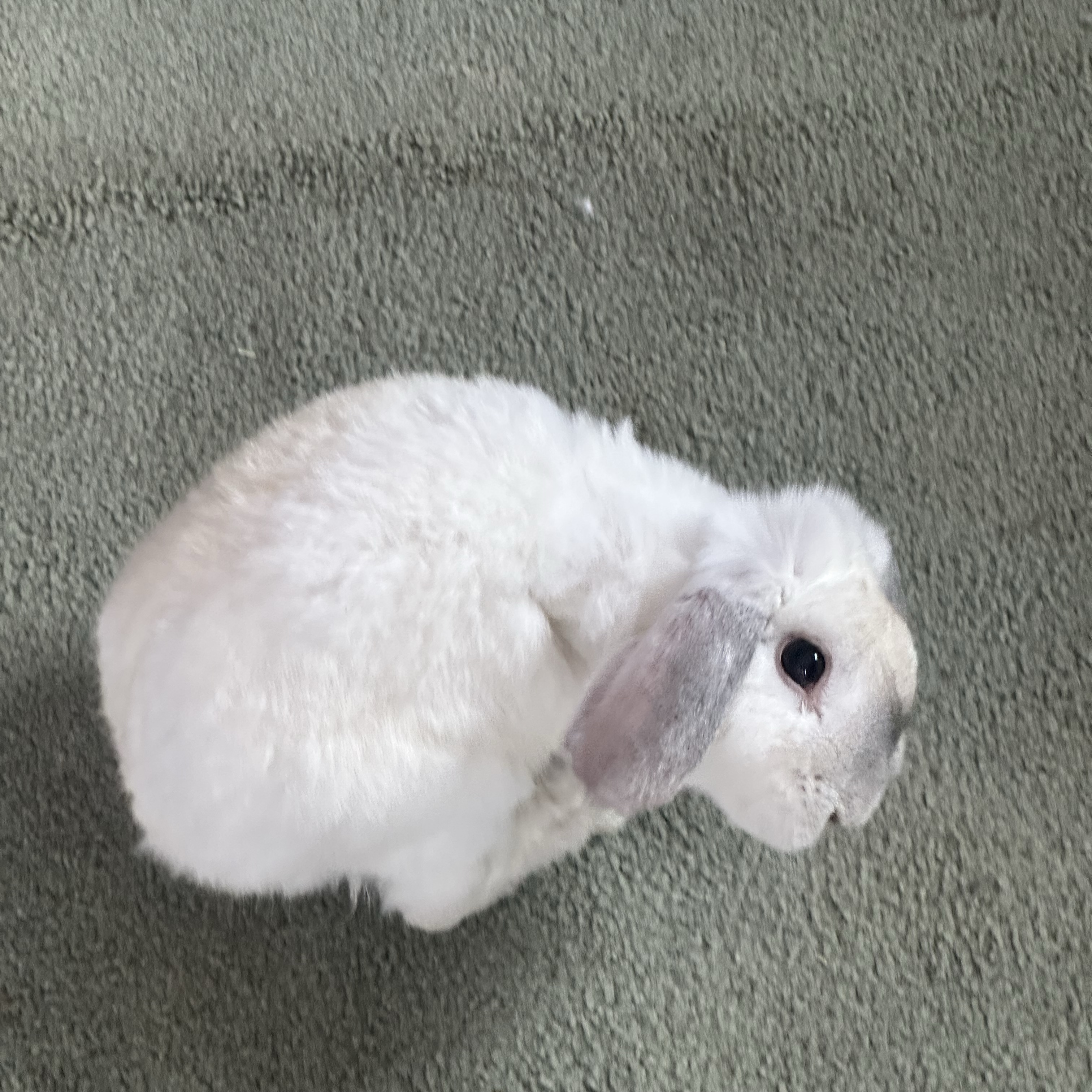 Mel