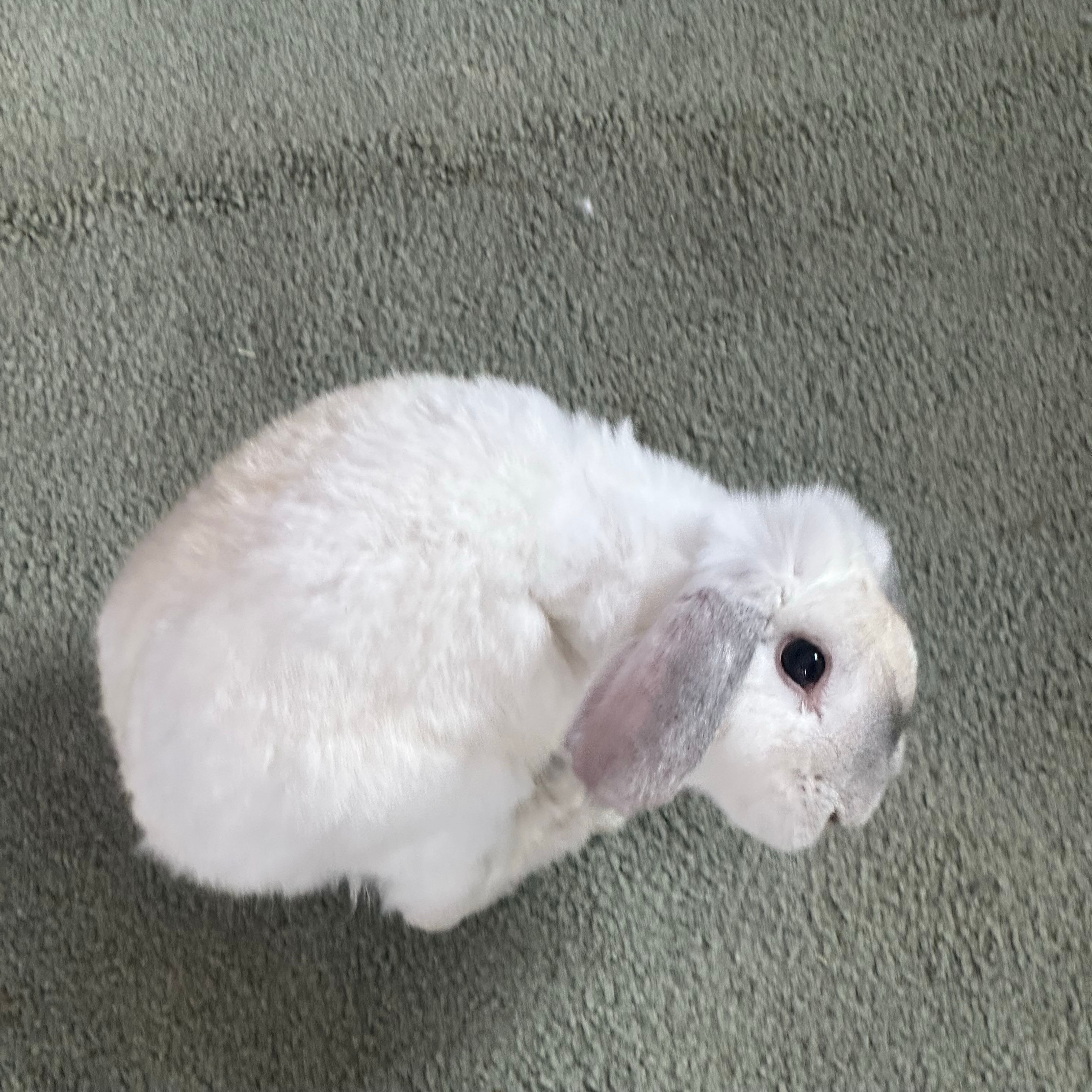 Mel