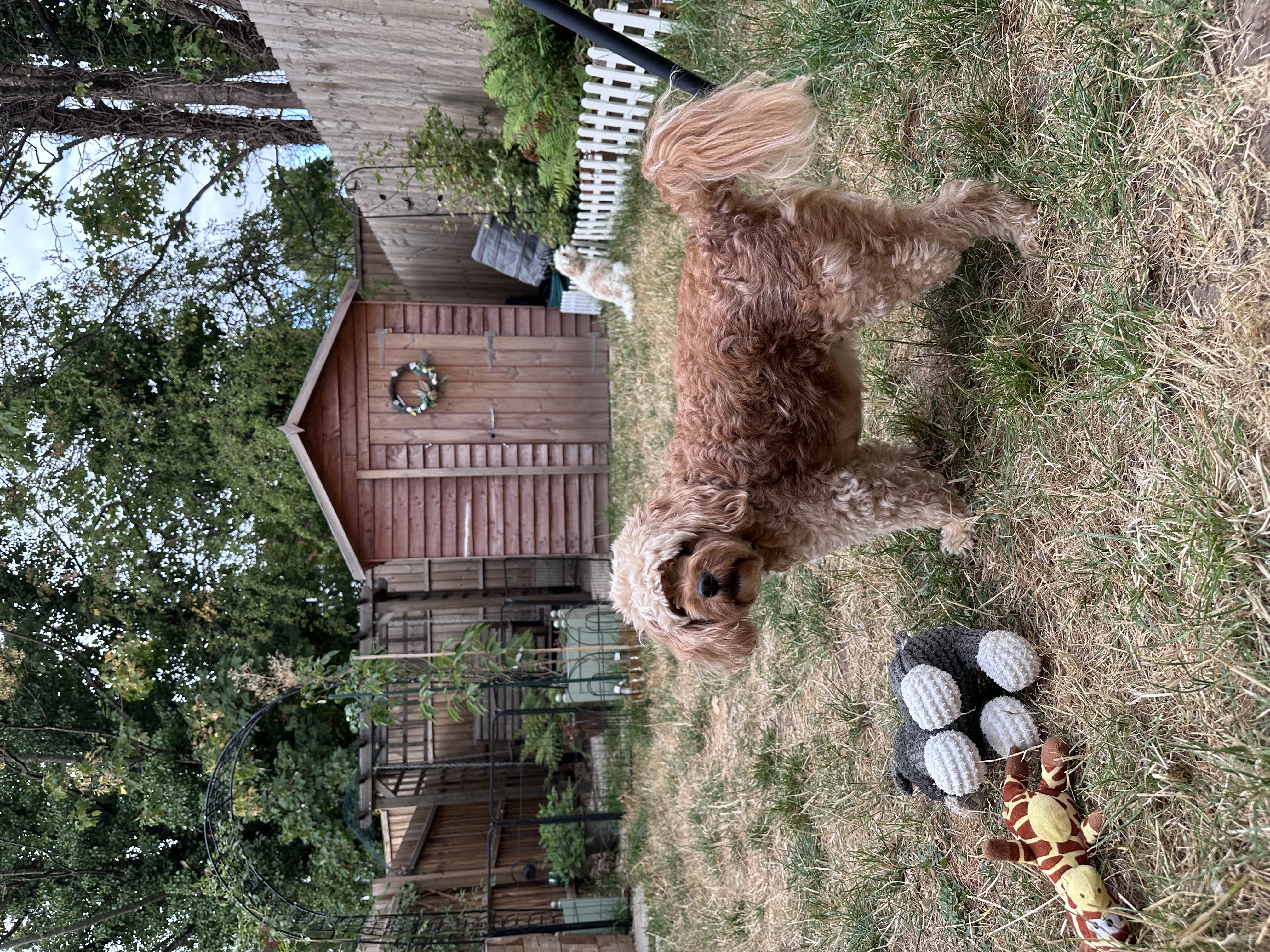 image-10