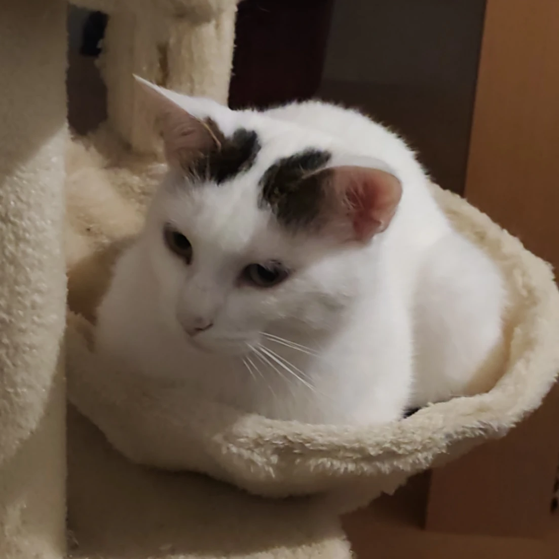Pandora