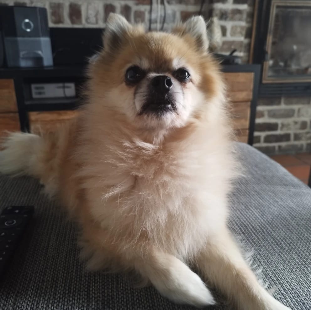 Simba