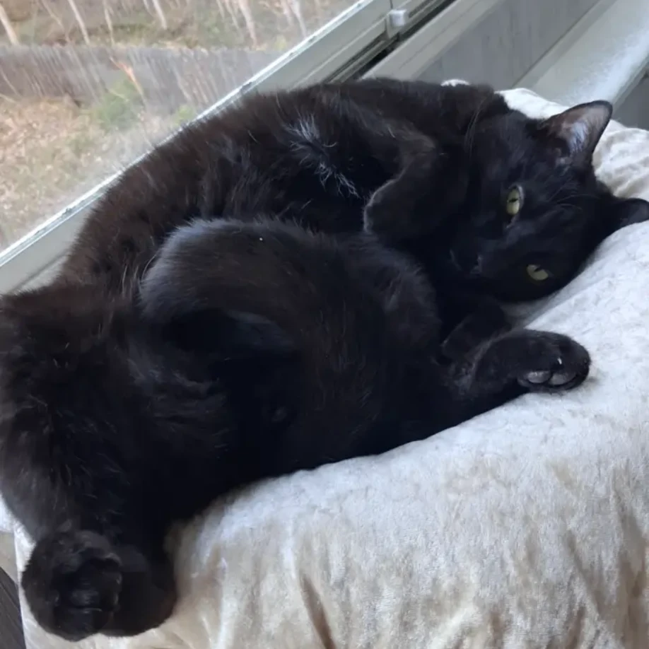 Piksu