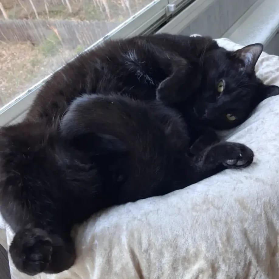 Piksu