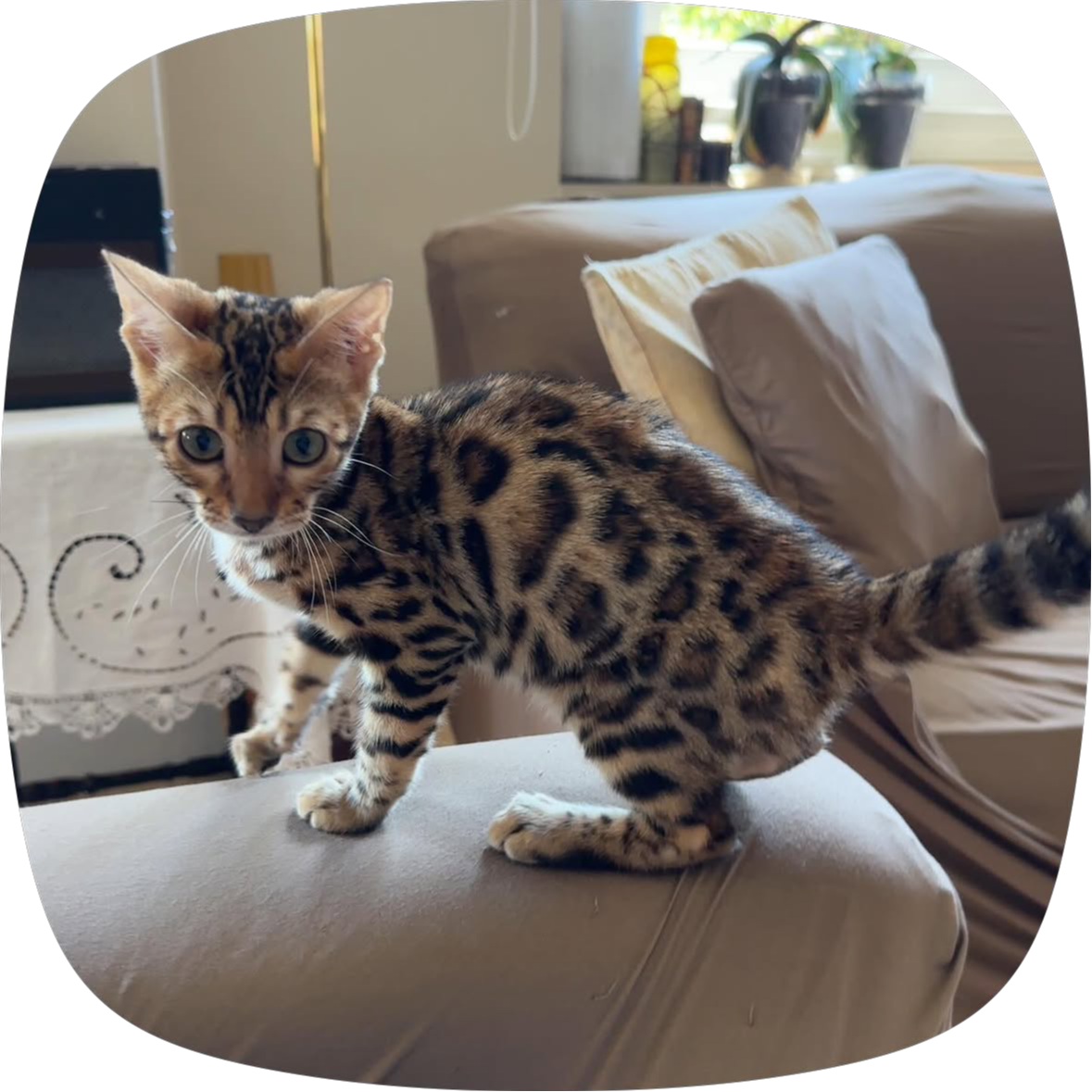 Pixel