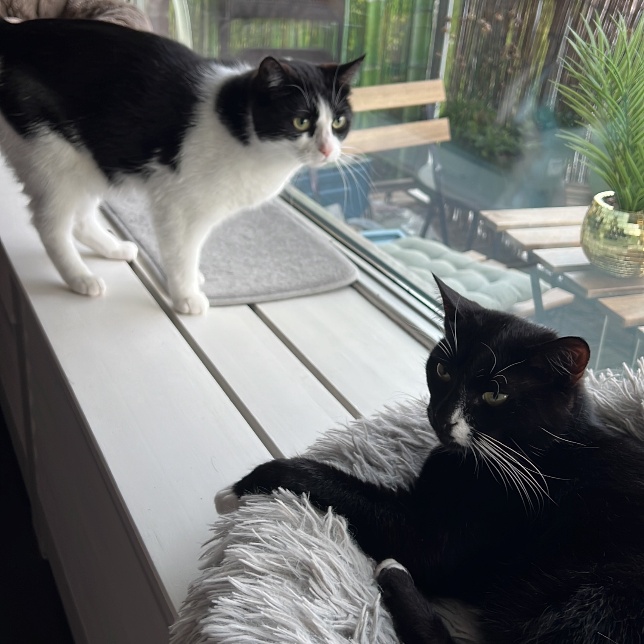 Luna & Maki 