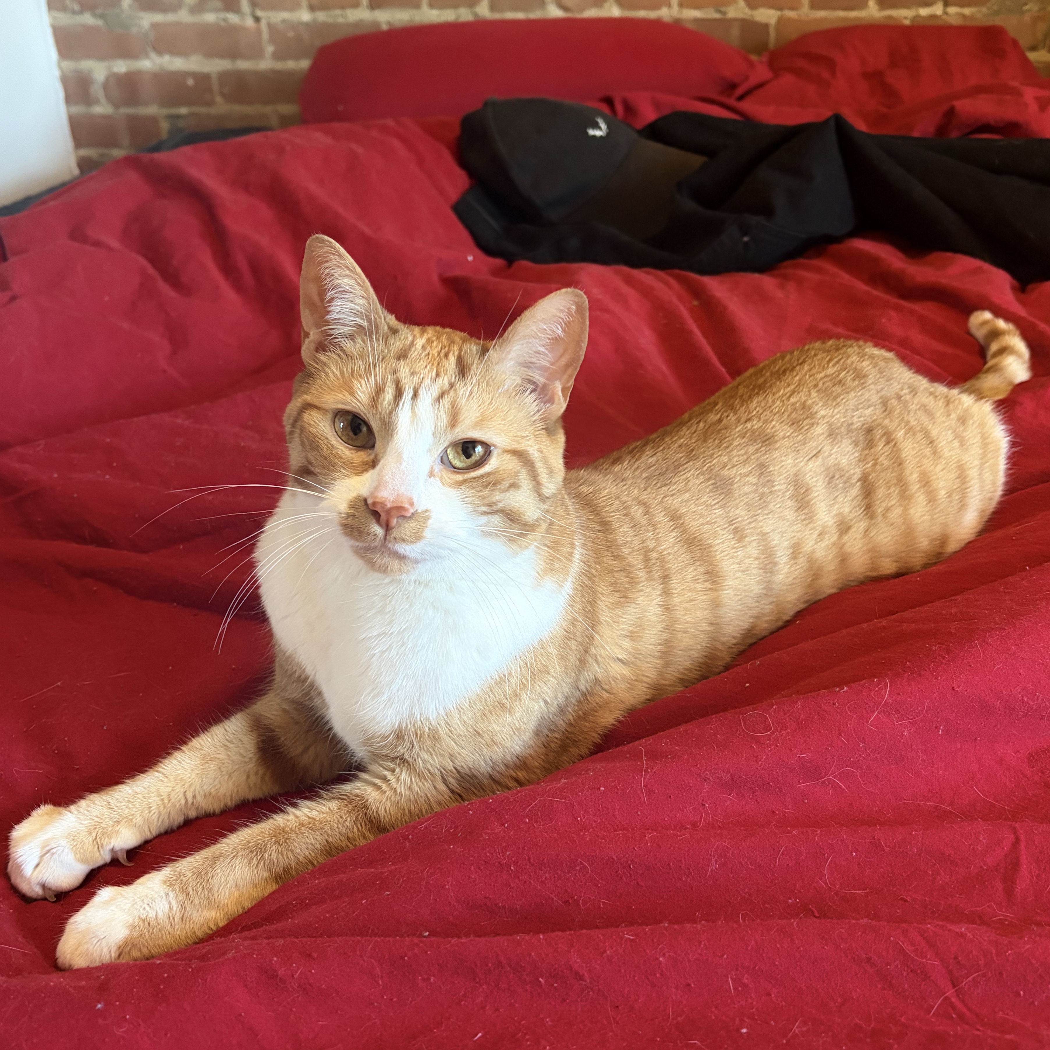 Oliver