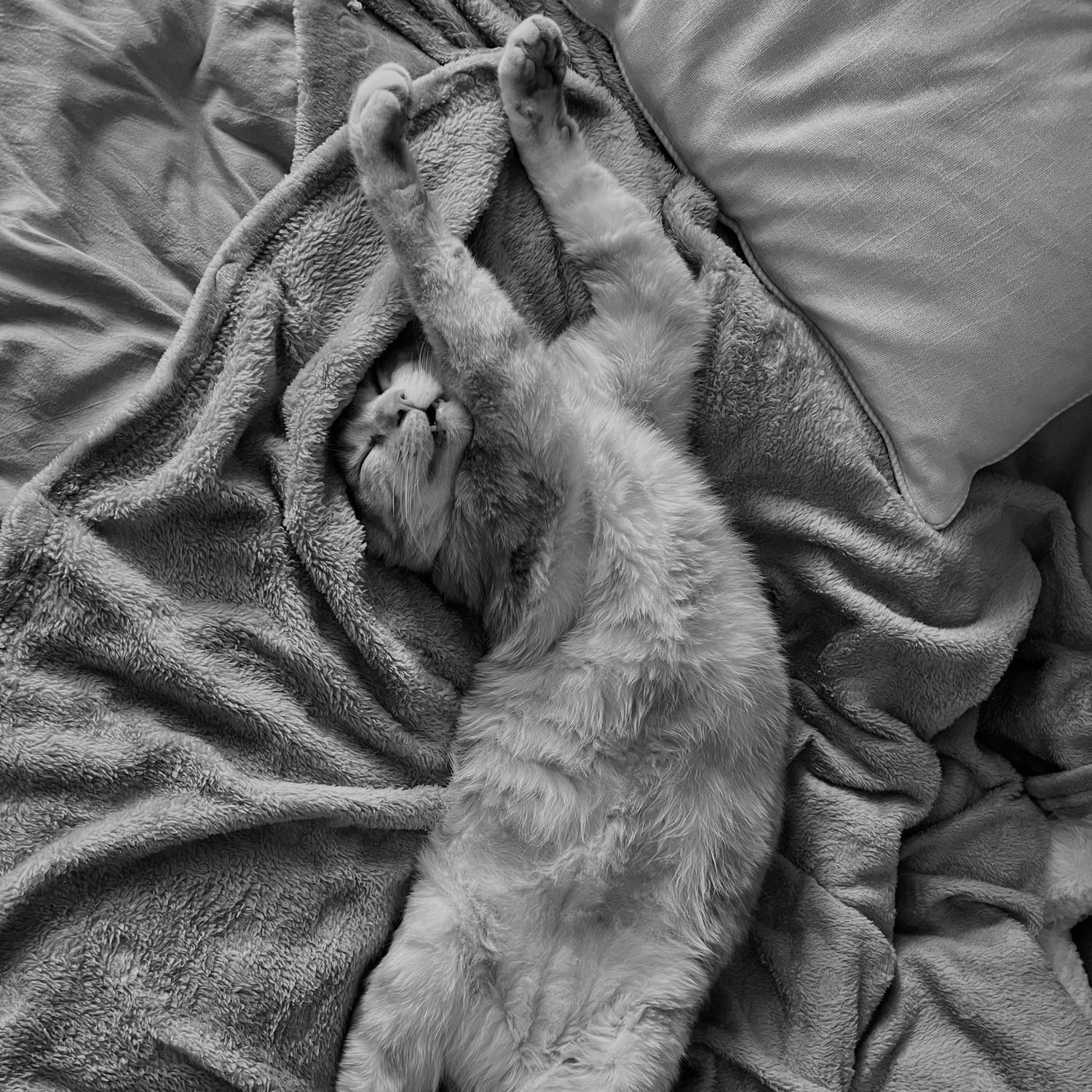 Léon