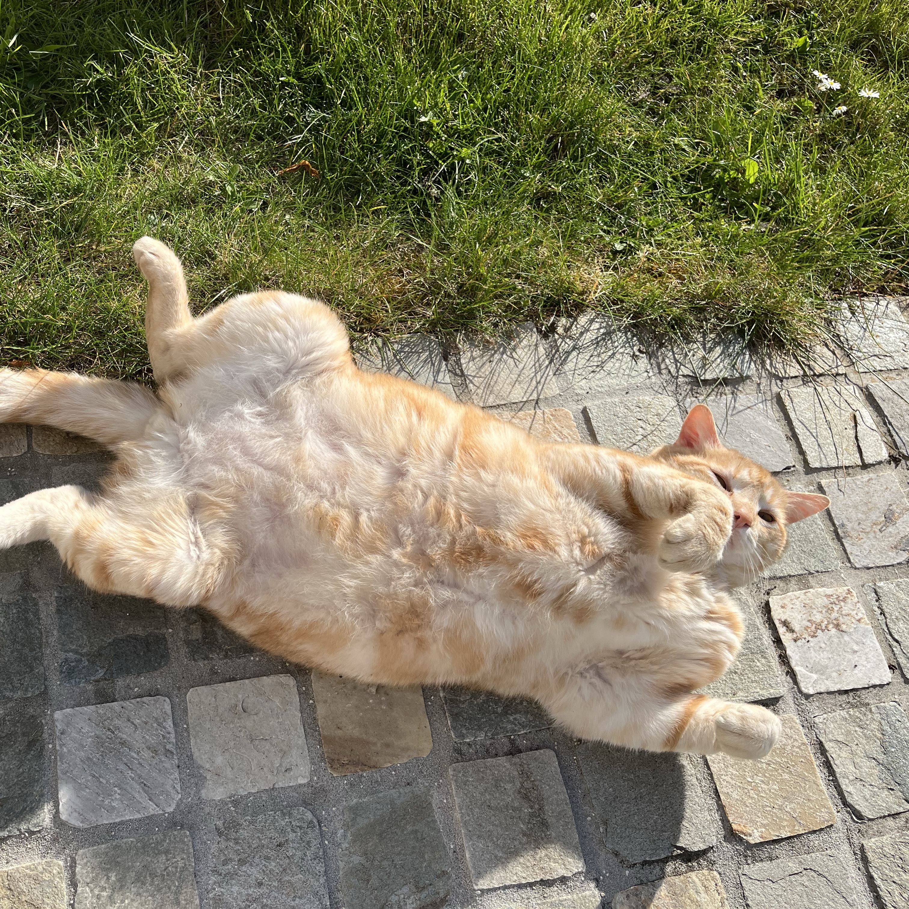 Léon 