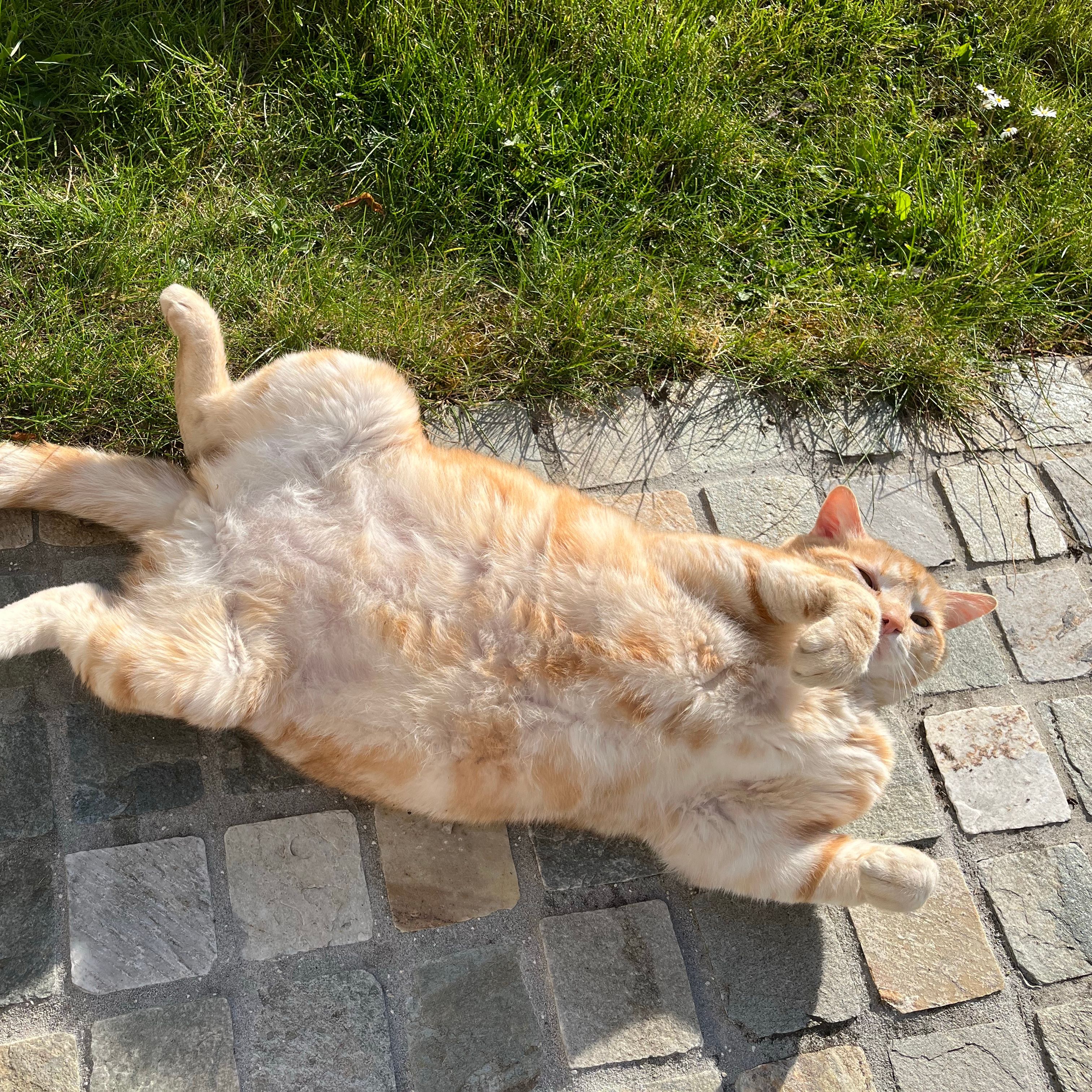 Léon