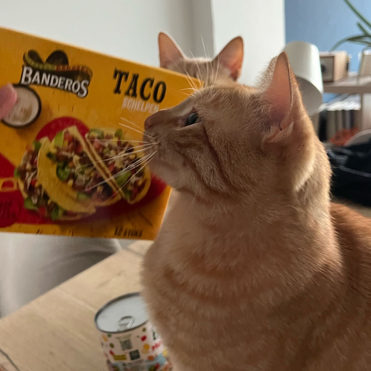 Taco