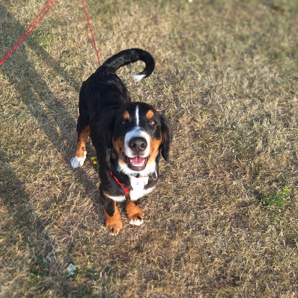 rambo