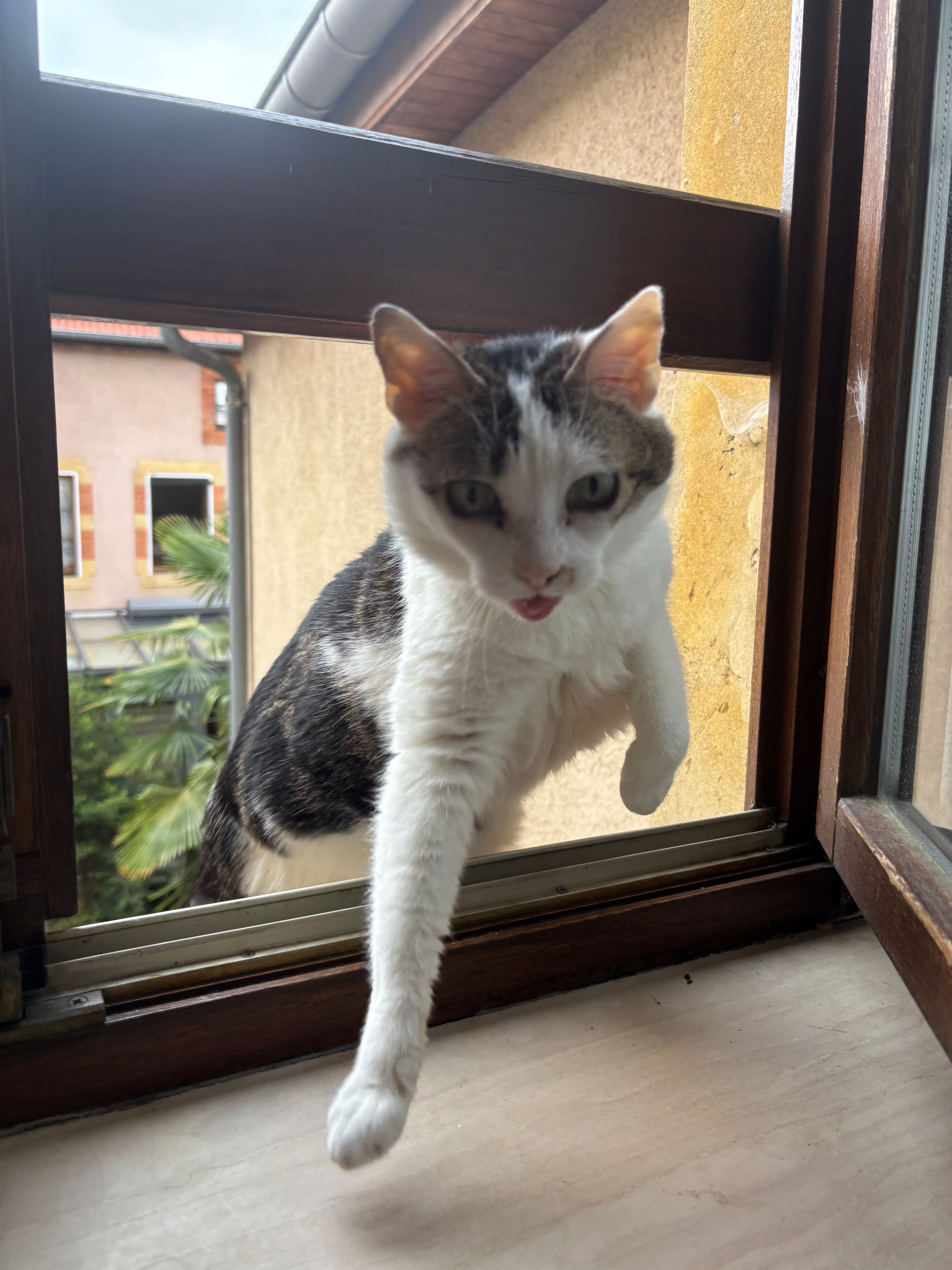 image-6