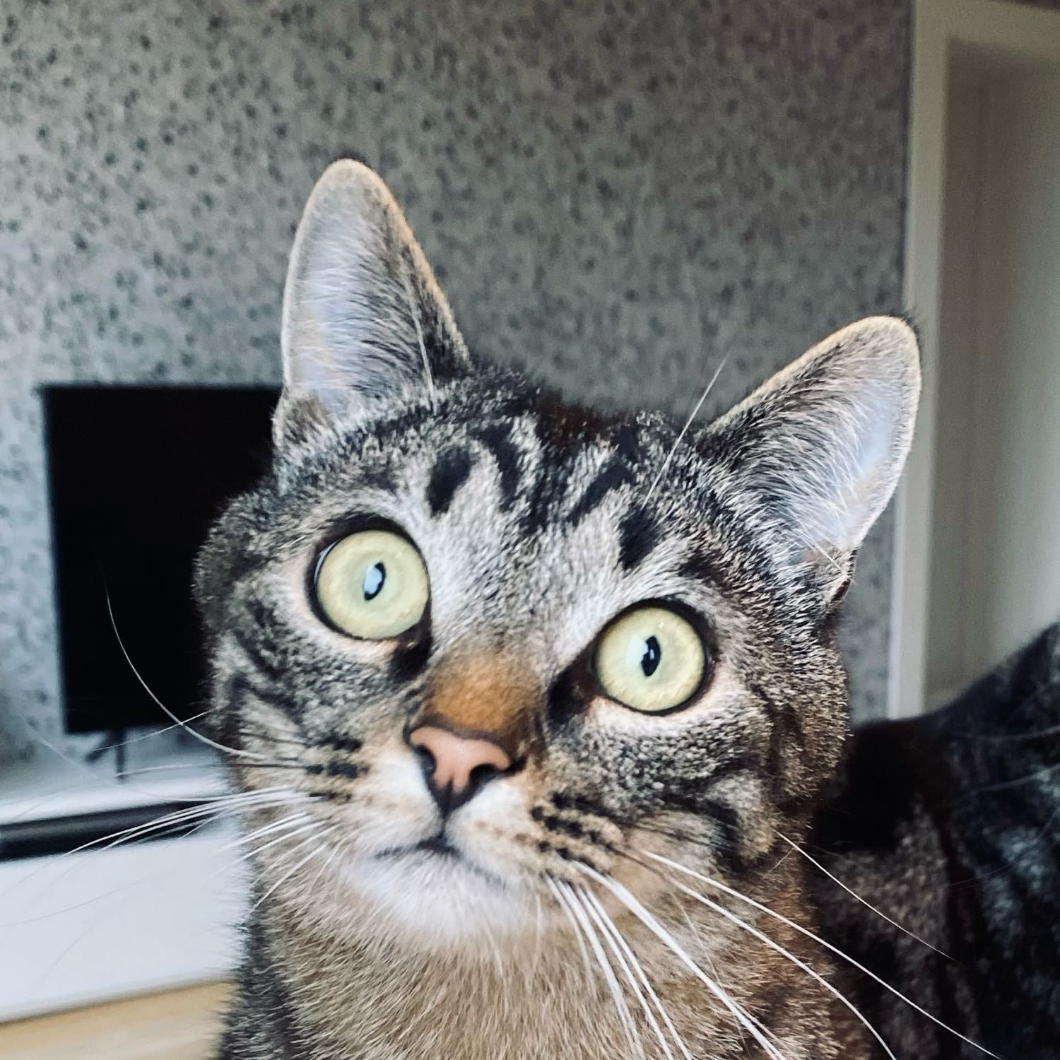 O'Malley