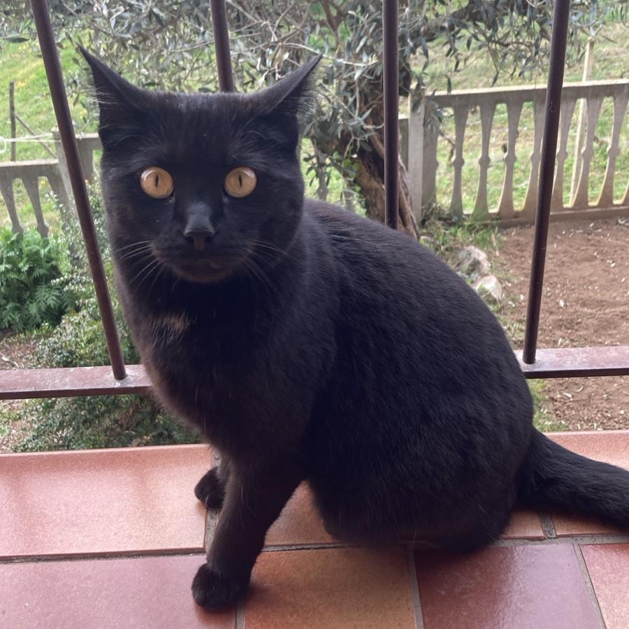 Kitri