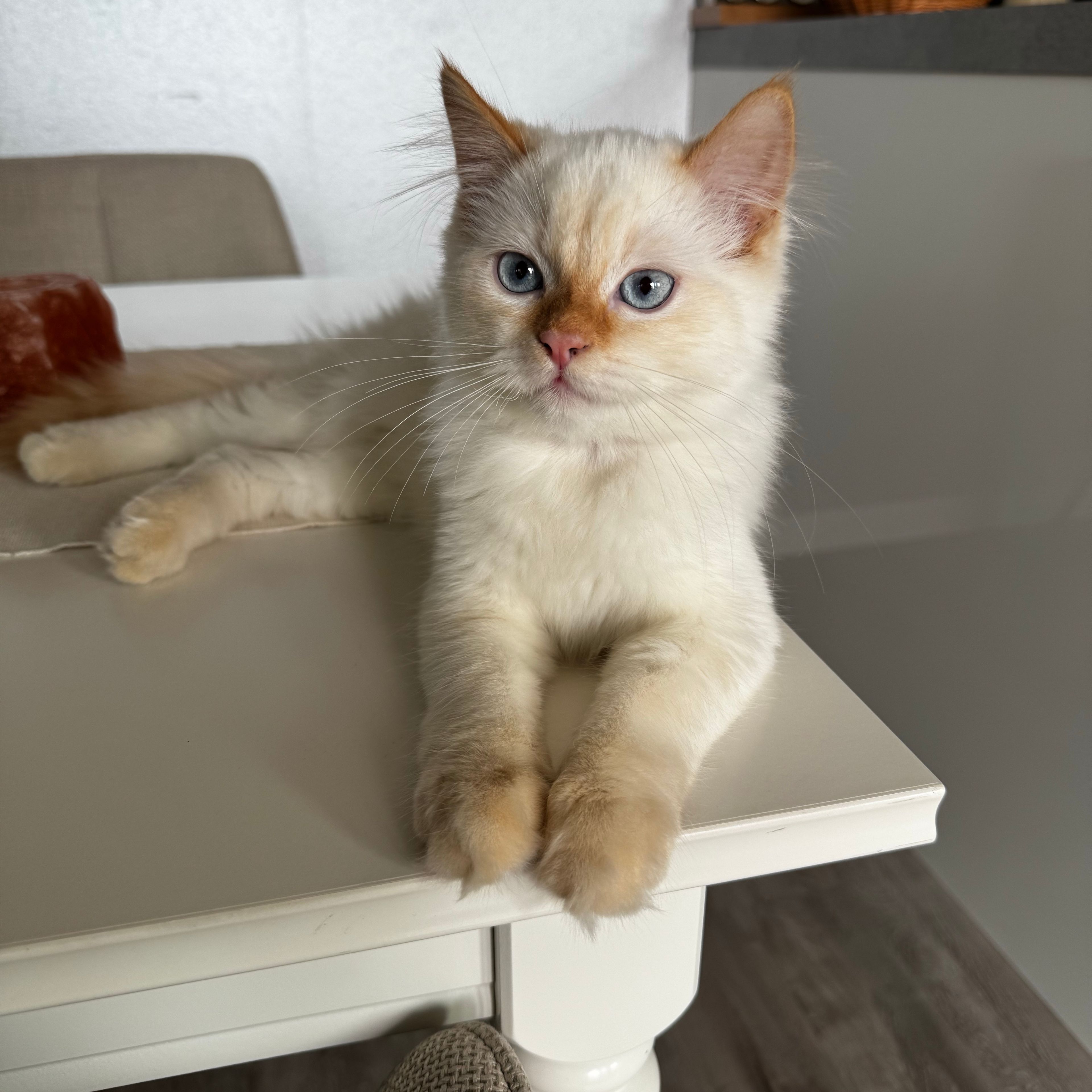 Puré